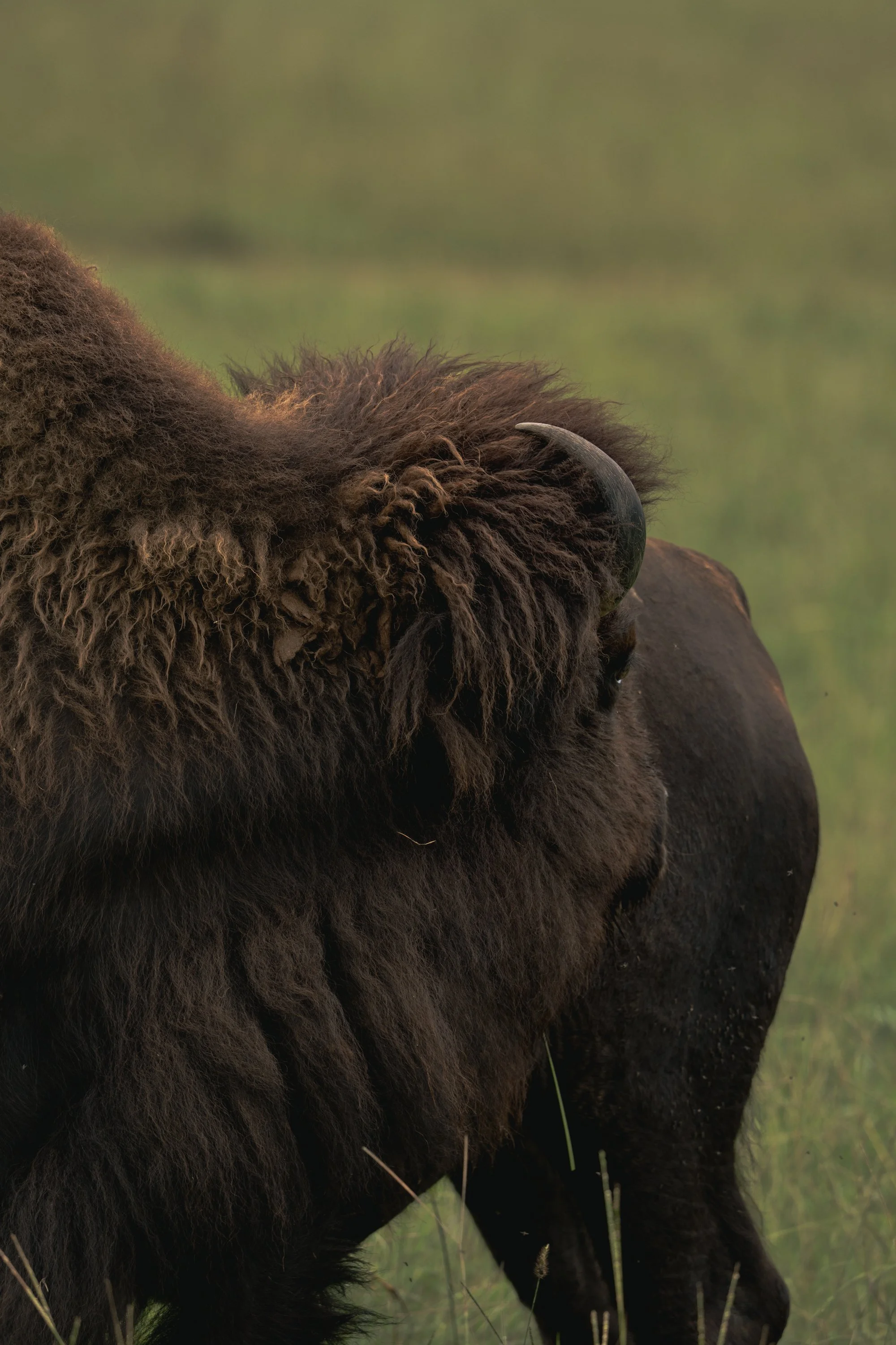 Close-up of a bison's head and upper body in a grassy field.