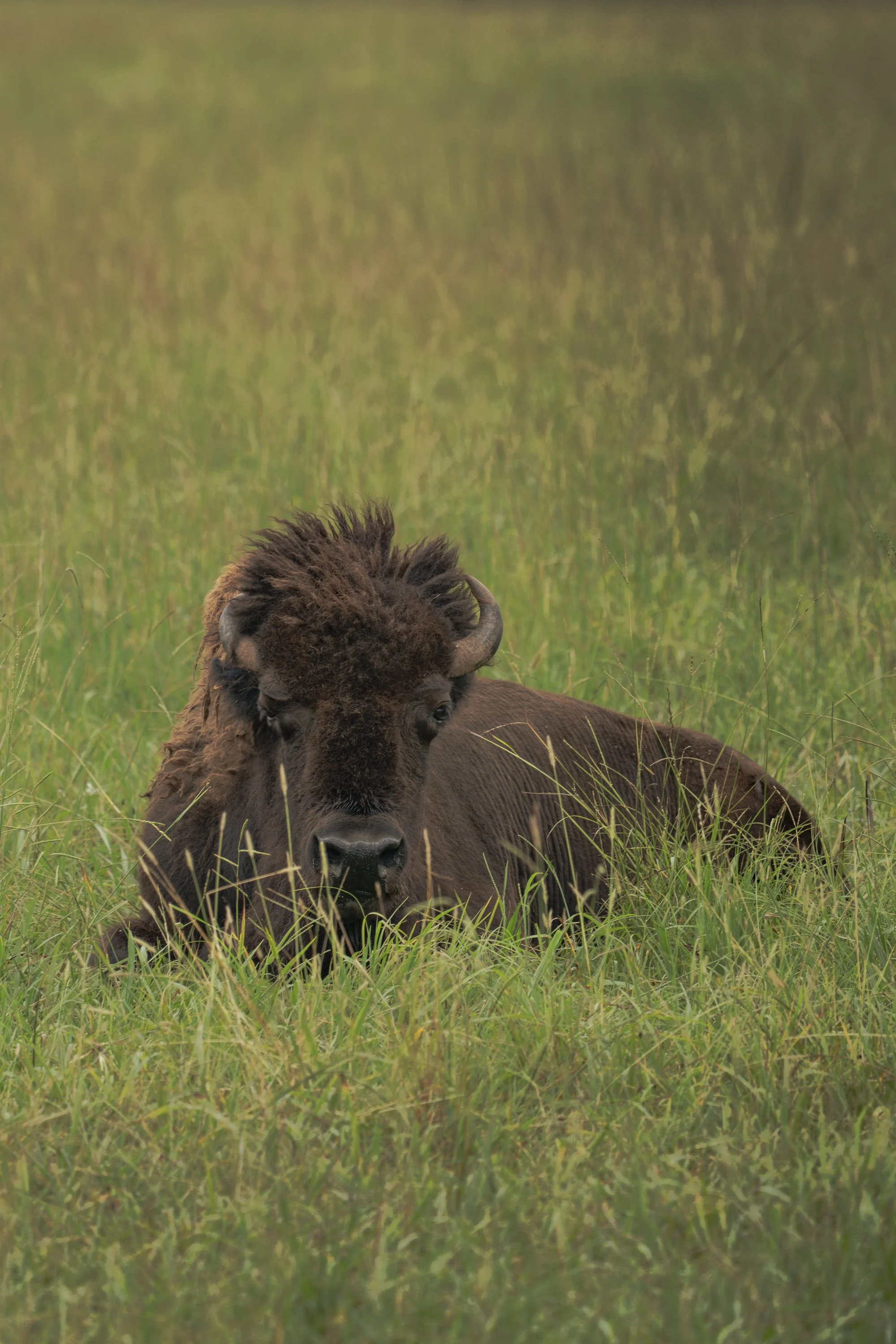 The American Bison VI