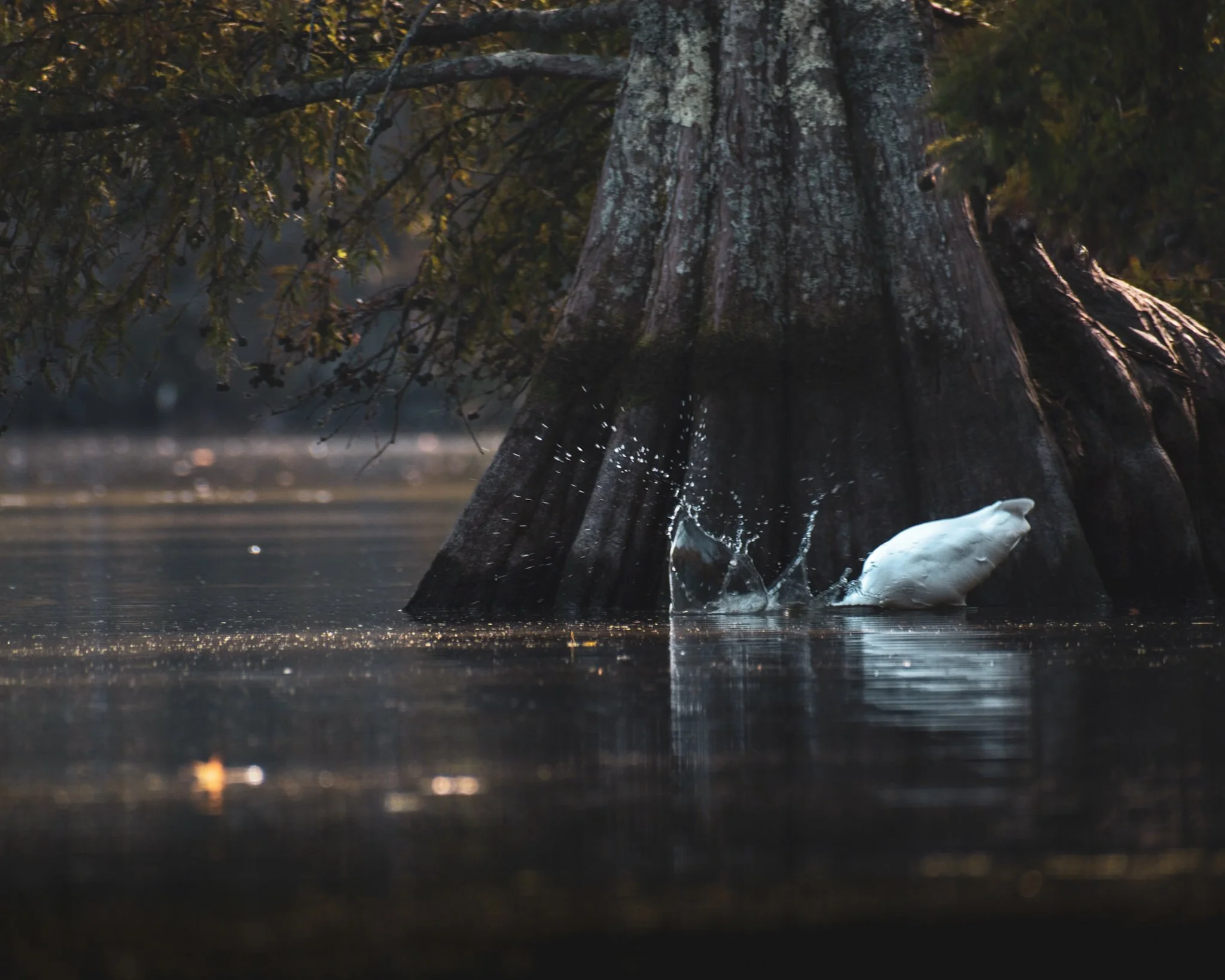 A white duck swimming near the base of a large tree trunk in a body of water, with branches and leaves above, during early morning or late afternoon.