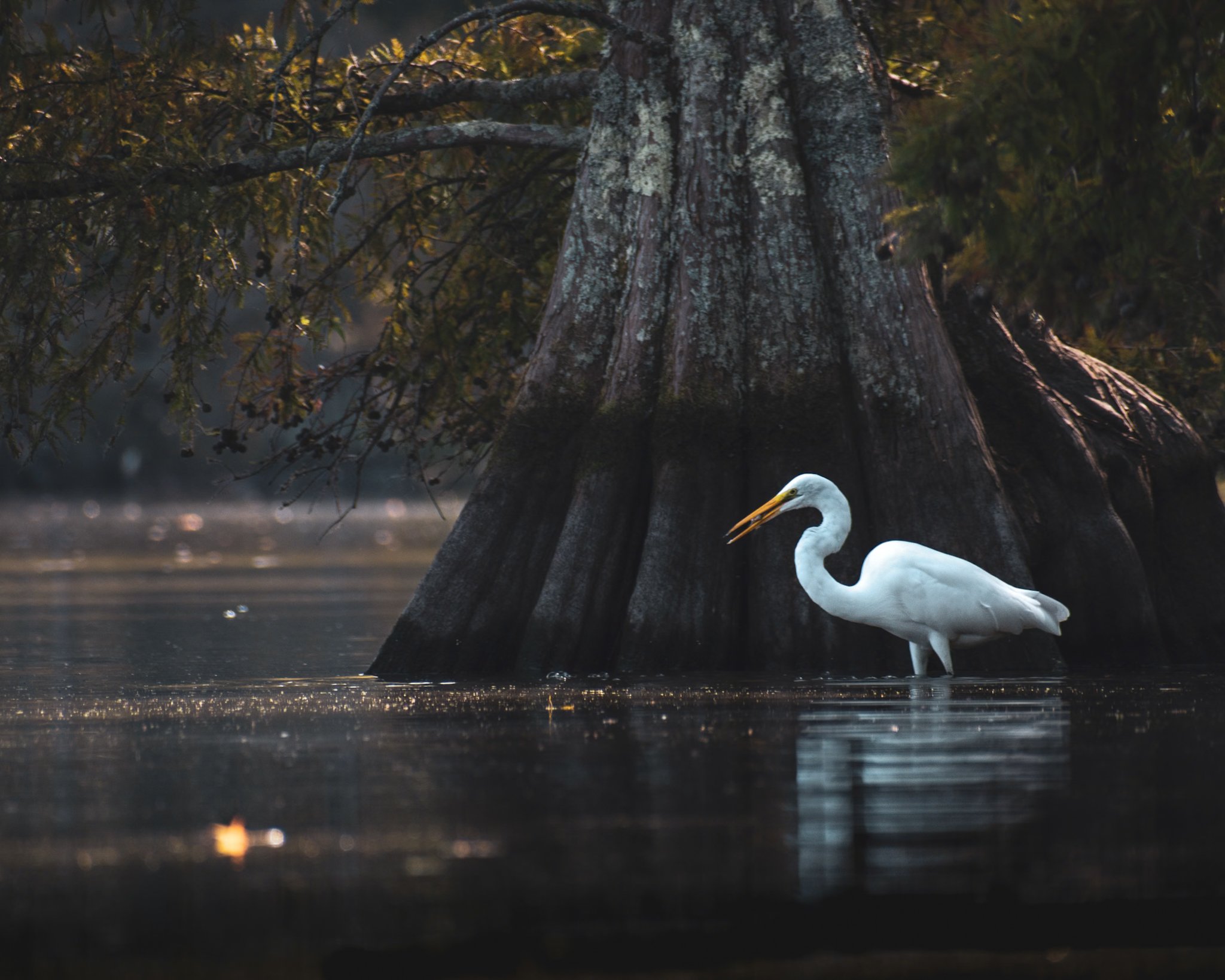 A white egret standing in shallow water near a tree trunk and branches, with a background of water and blurred reflections, during sunset or sunrise.