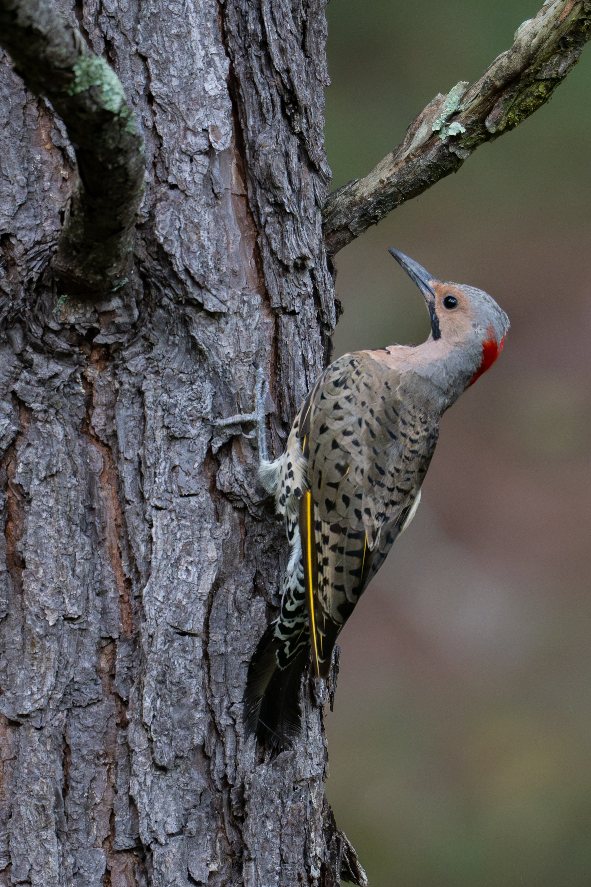 A woodpecker perched on the side of a tree trunk, pecking the bark.