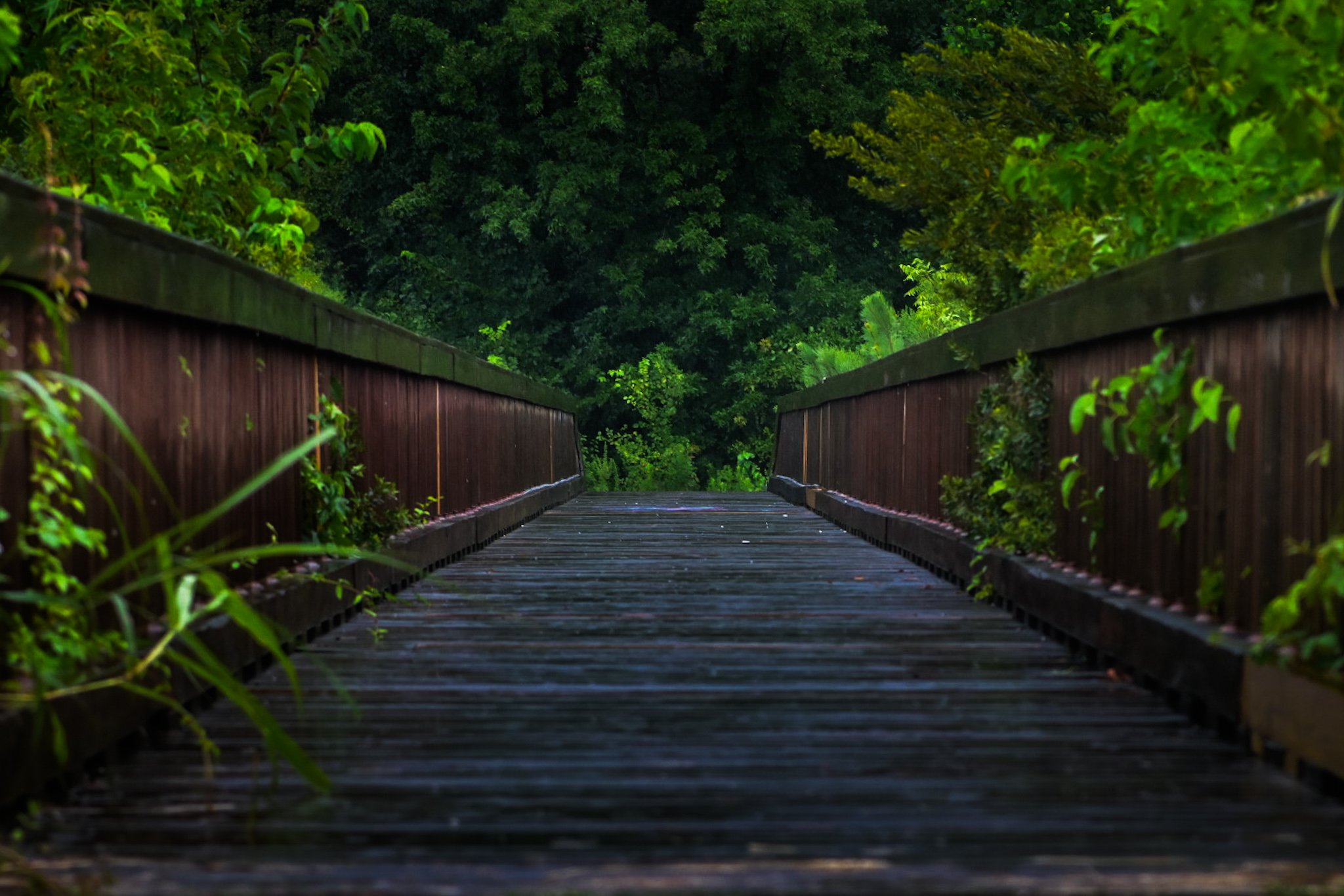 A wooden pathway surrounded by dense green foliage and trees.