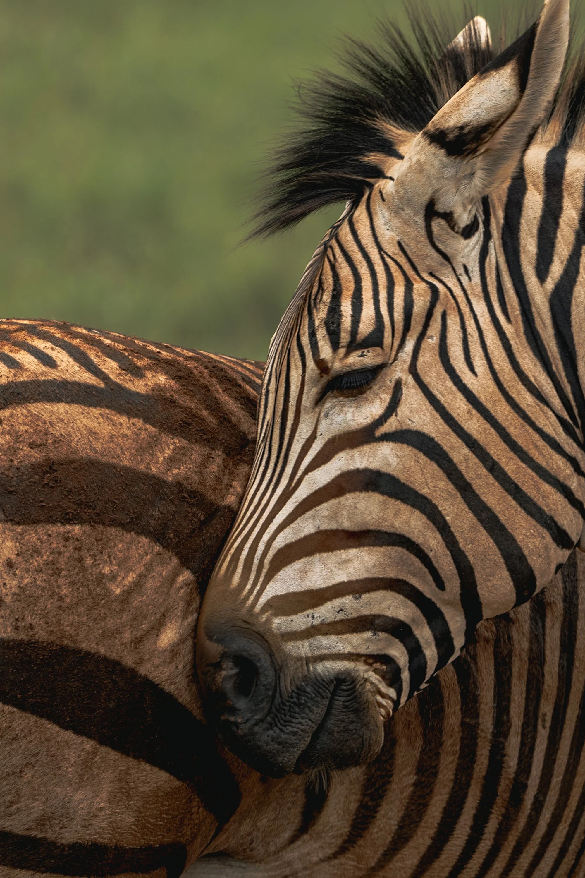 Close-up of a zebra's face and part of its body, displaying distinctive black and white stripes, with a blurred green background.