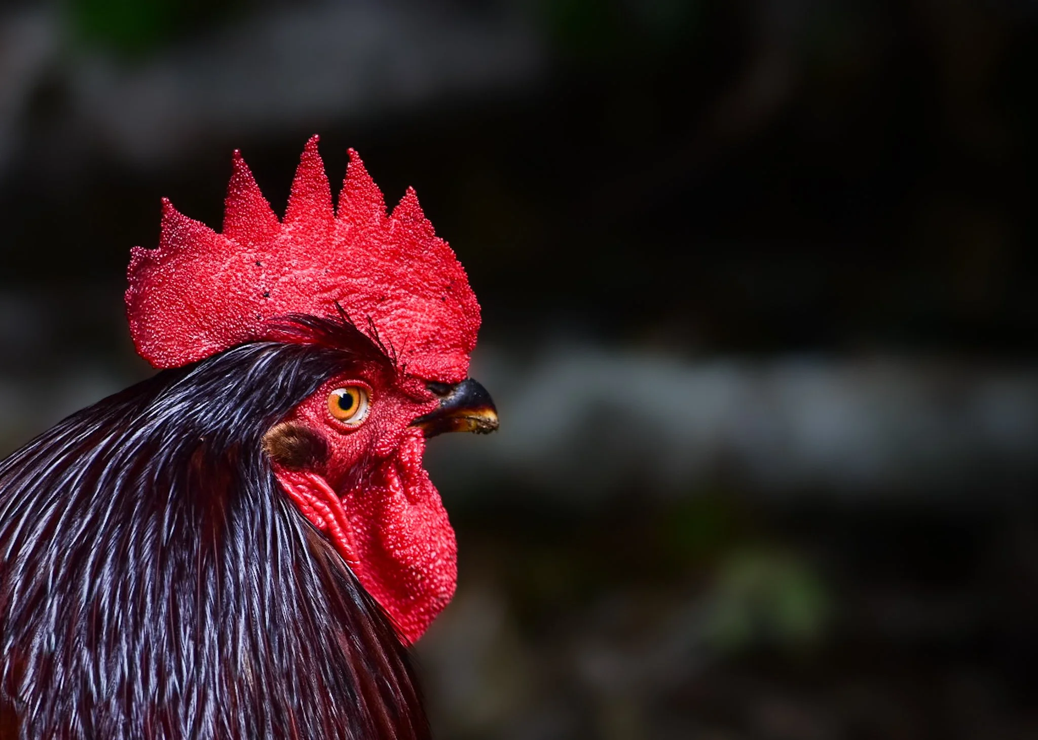 Close-up of a rooster's head with red comb, orange eye, and dark feathers against a blurred background.