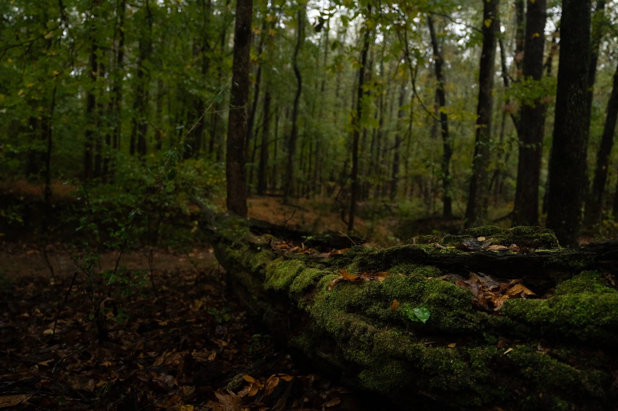 A dimly lit forest scene with trees, fallen moss-covered logs, and a forest floor covered in leaves.