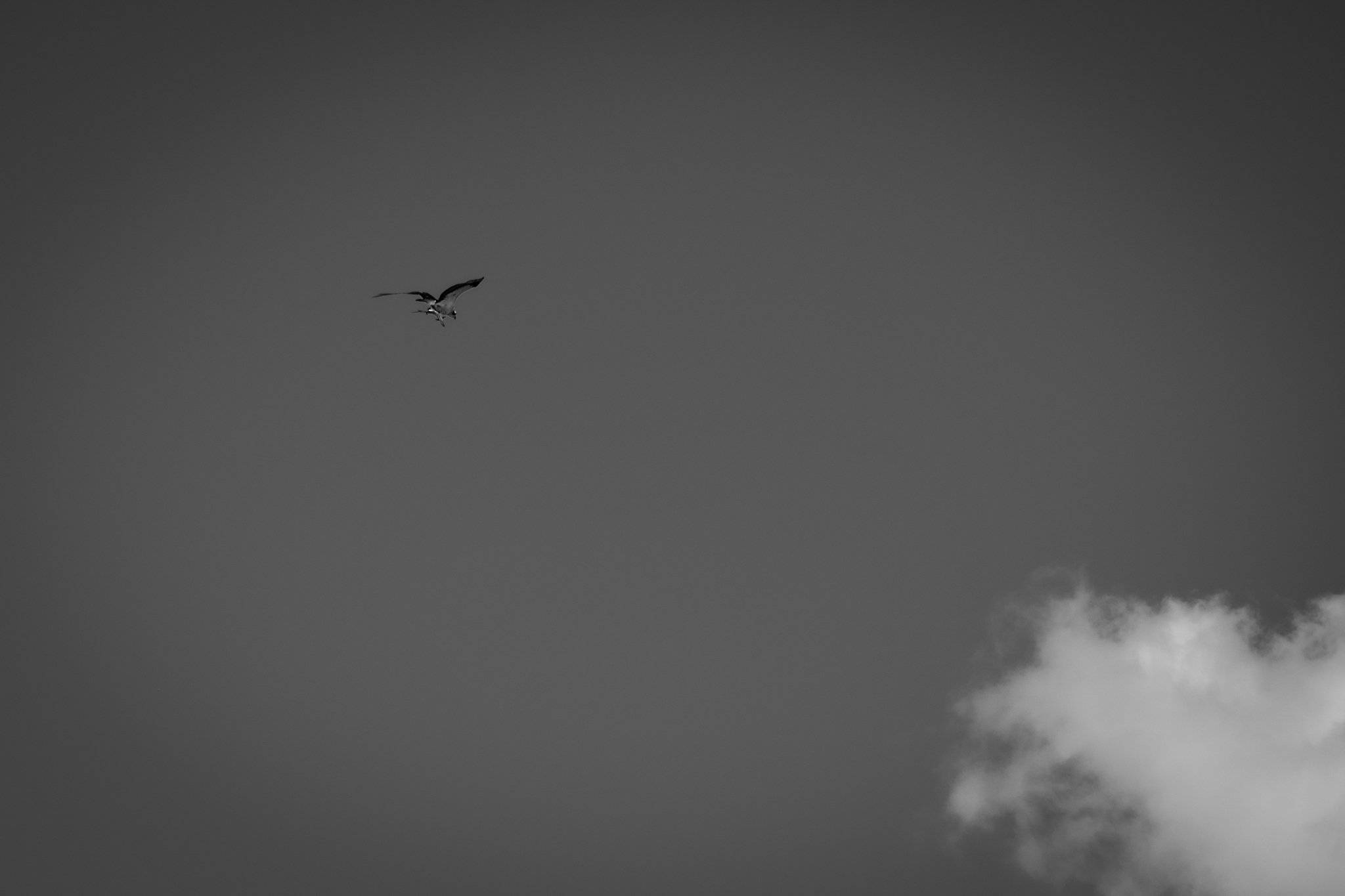 A bird flying in the sky with some clouds below, in black and white.