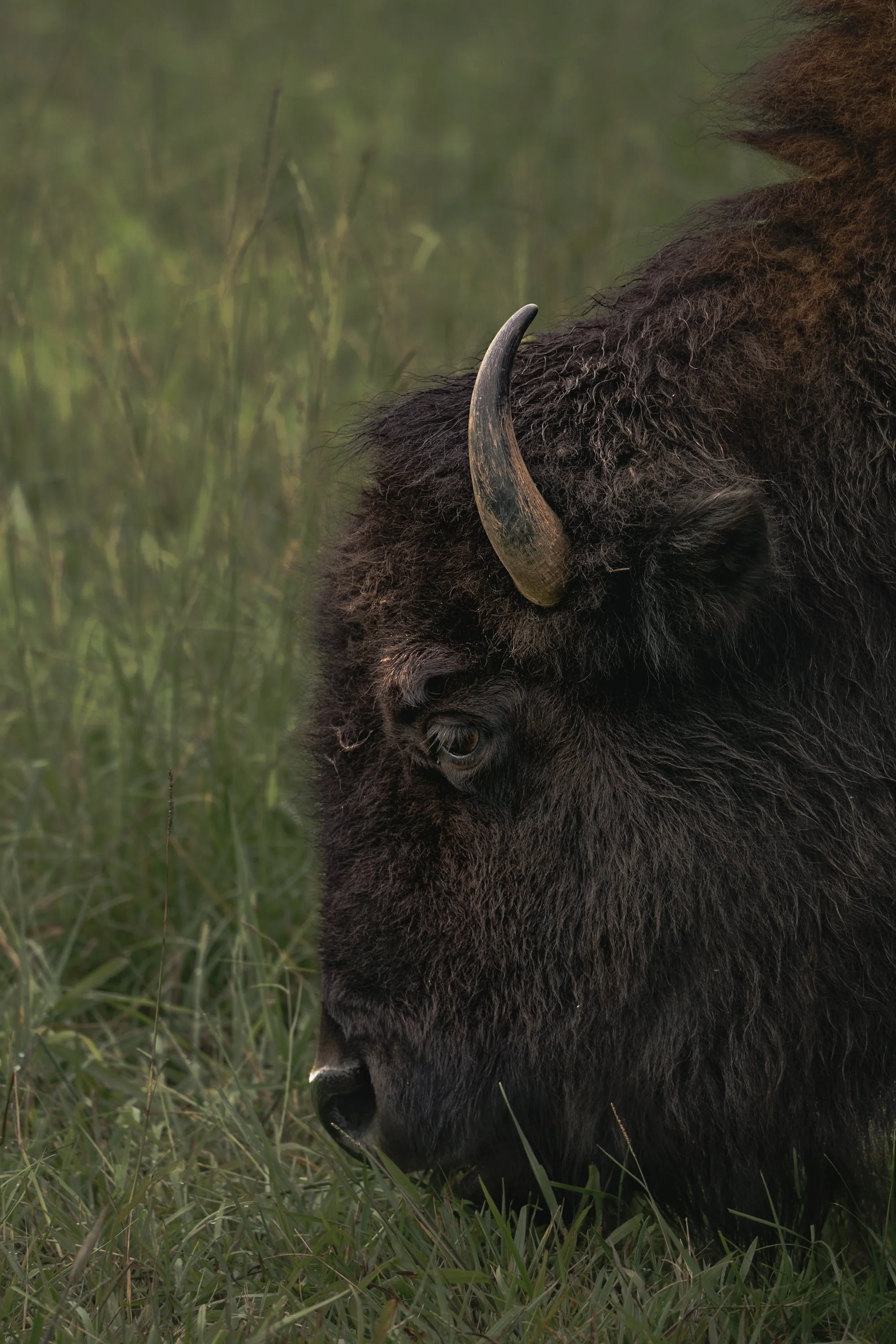 Close-up of a bison's face and large horn, with green grass in the background.