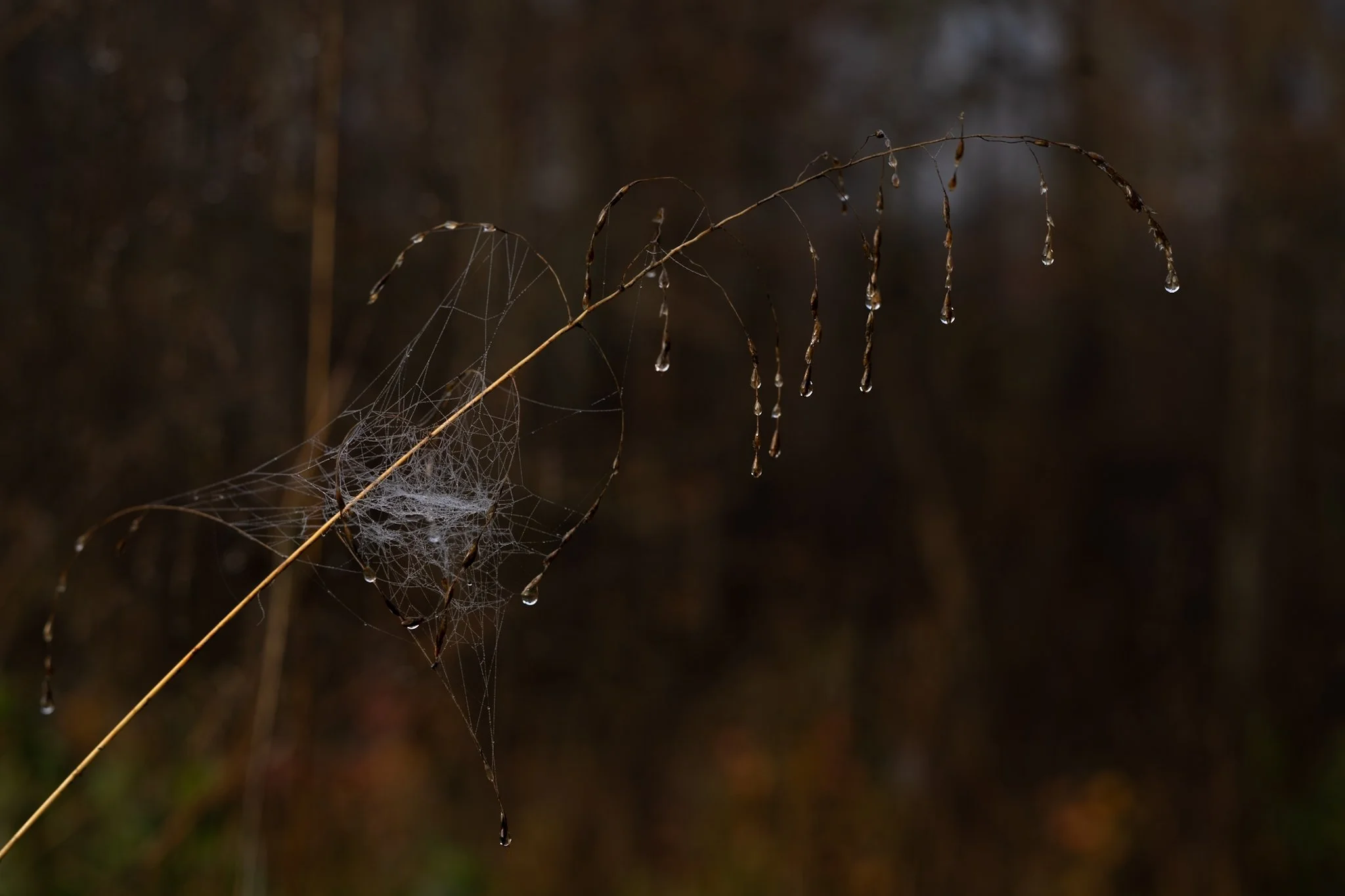 Chandelier of the Mist