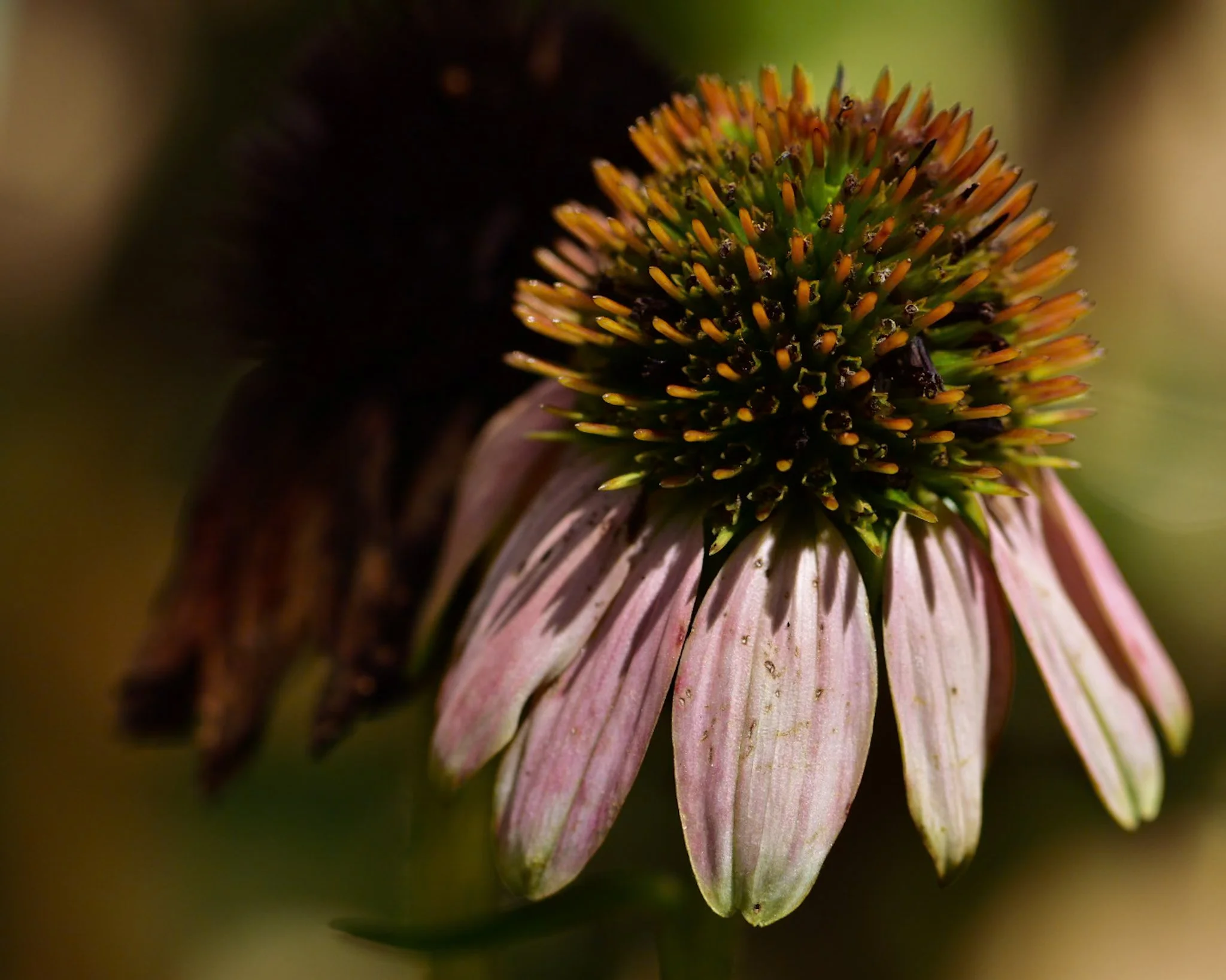 Close-up of a flower with pink petals and a yellow-orange spiky center.