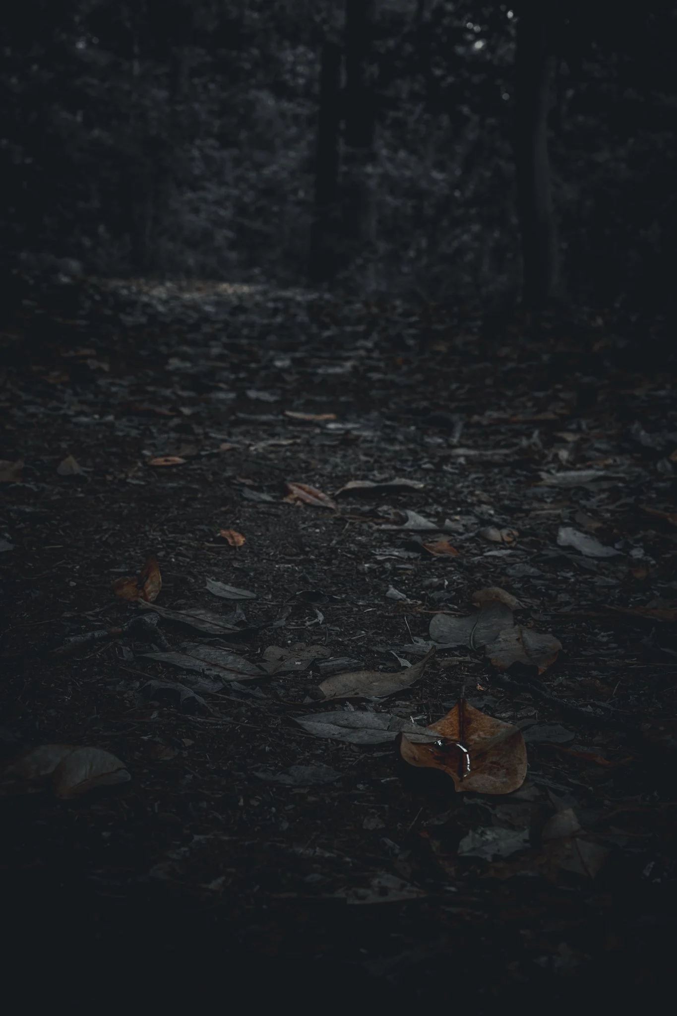 A dark forest trail with fallen leaves on the ground and trees on either side.