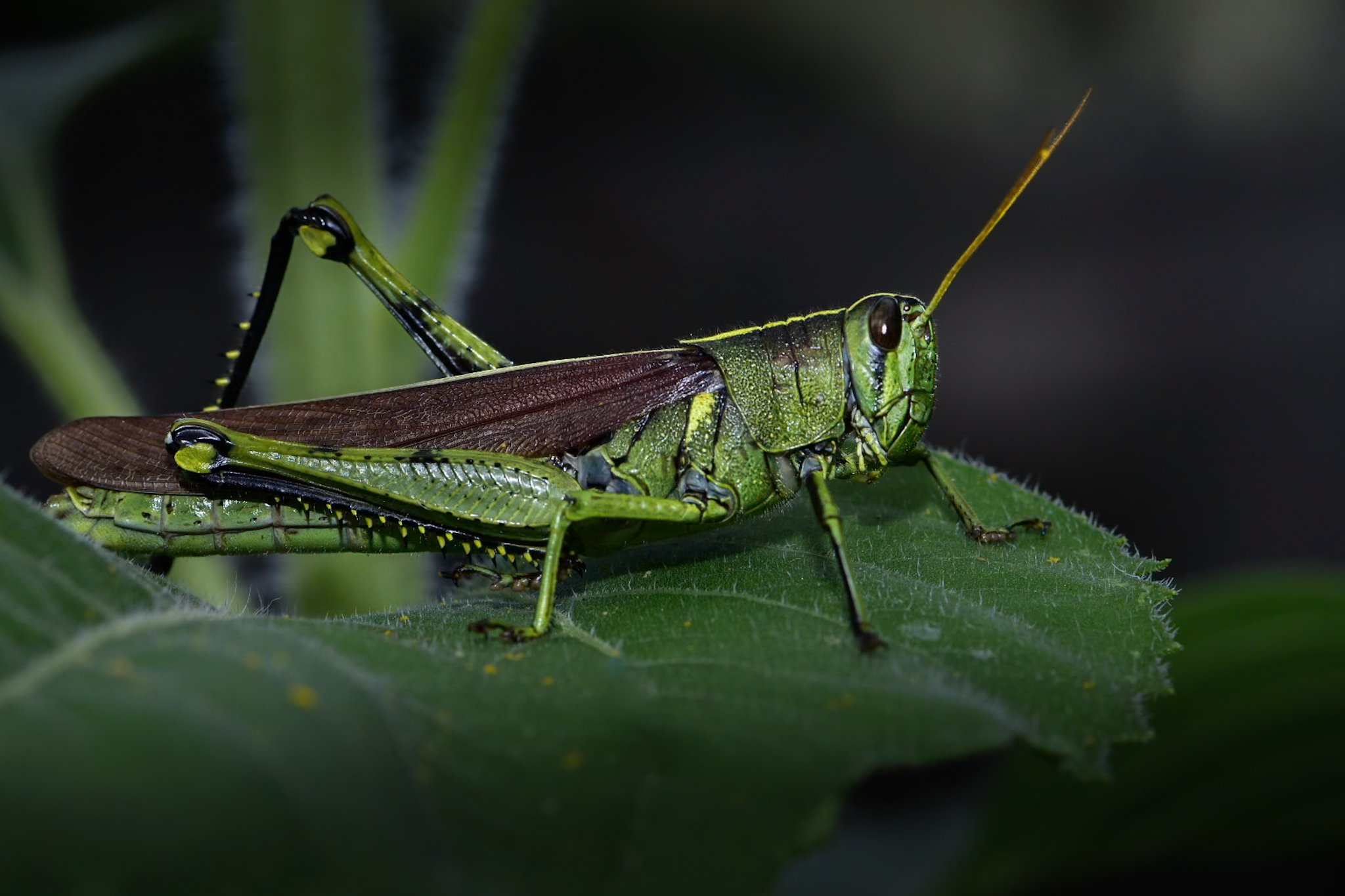 Grass Hopper 1