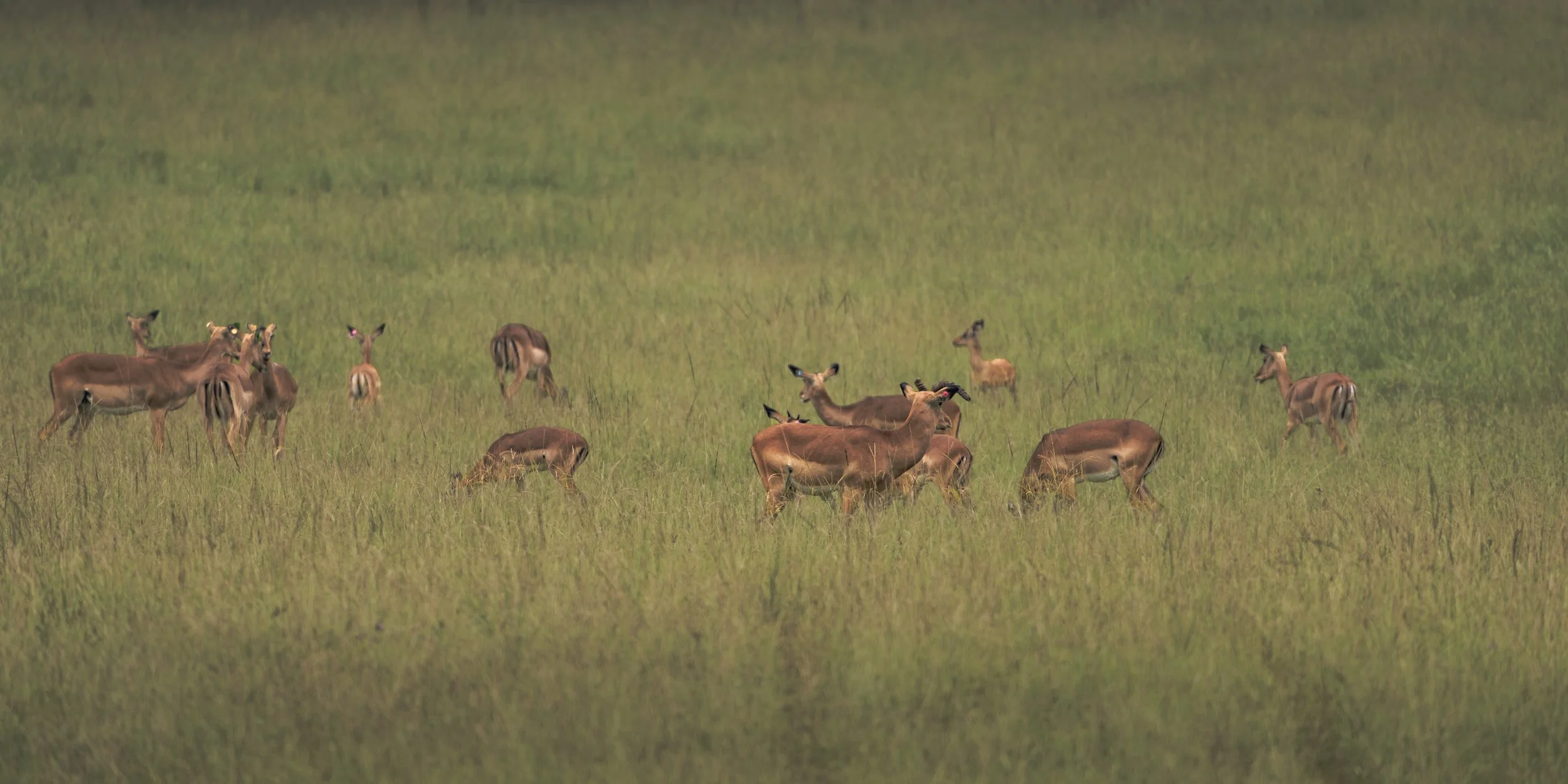 A herd of antelopes grazing in a grassy field under a clear sky.