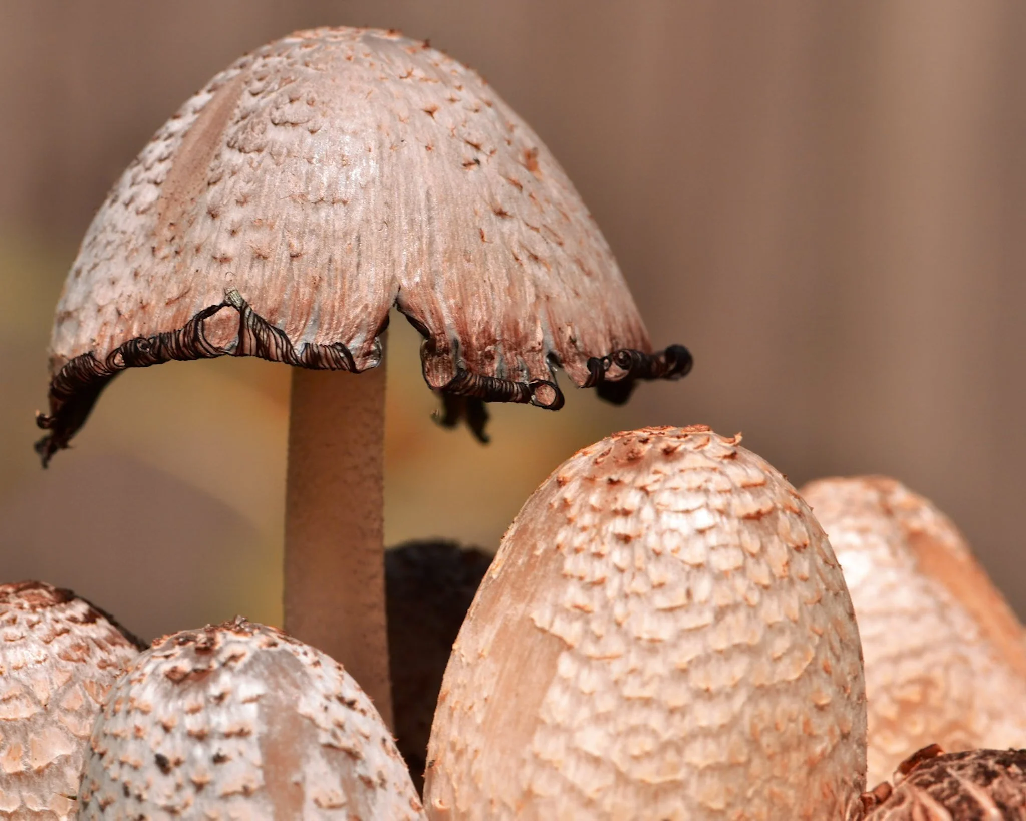 Close-up of brown mushrooms with textured caps and dark brown edges, growing in clusters.