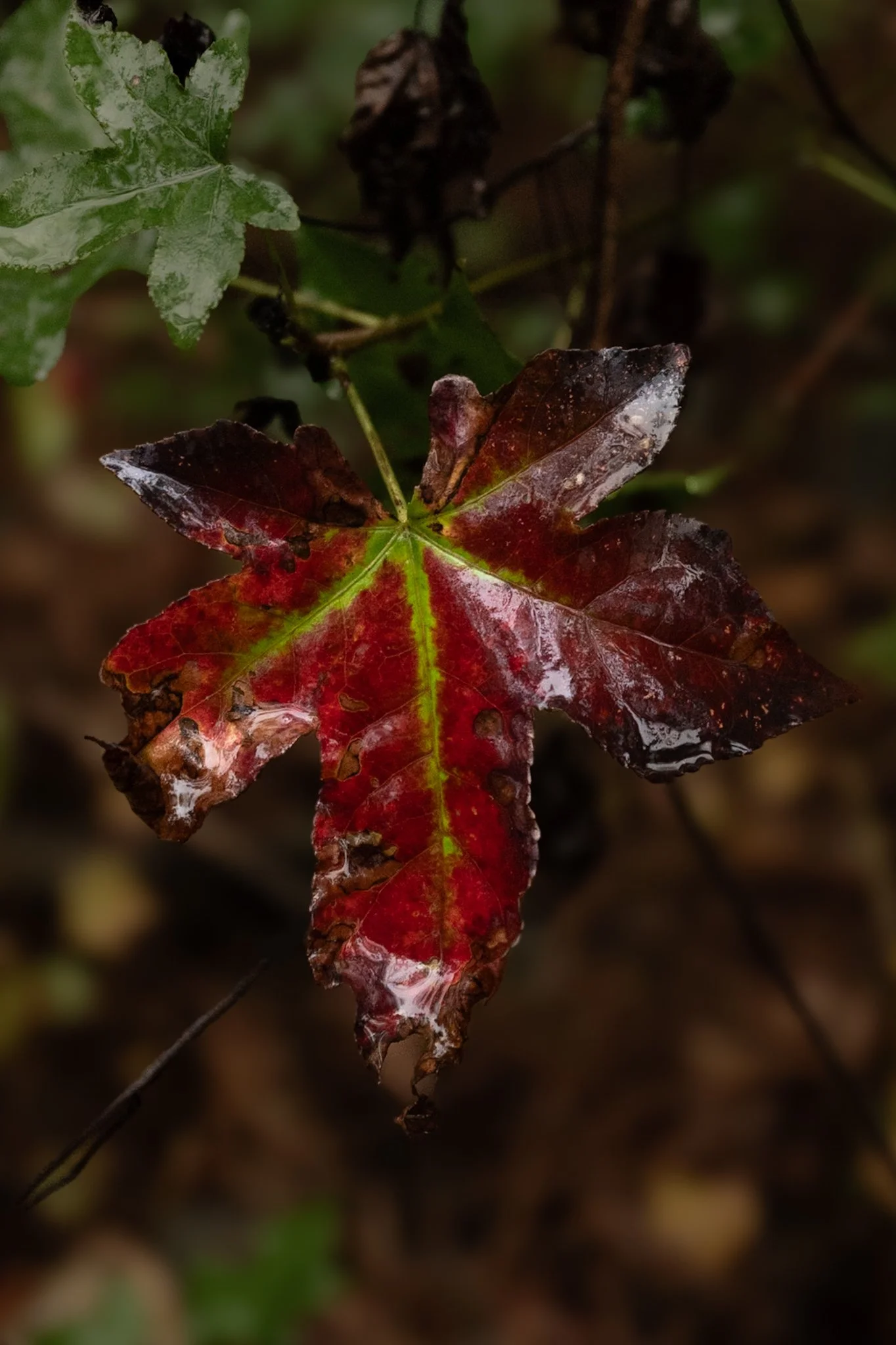 Close-up of a cluster of autumn leaves, with a prominent red leaf in the foreground showing some white residue or damage, surrounded by green and dark brown leaves. The background is blurred, emphasizing the detailed texture and color variation of th