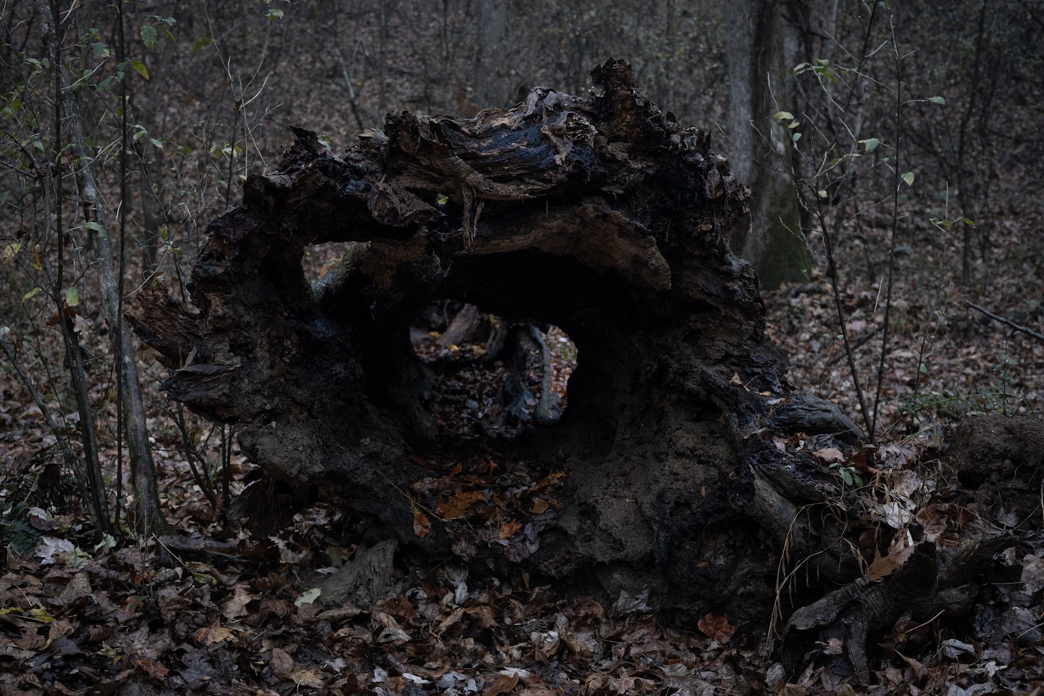 Cavernes Trunk