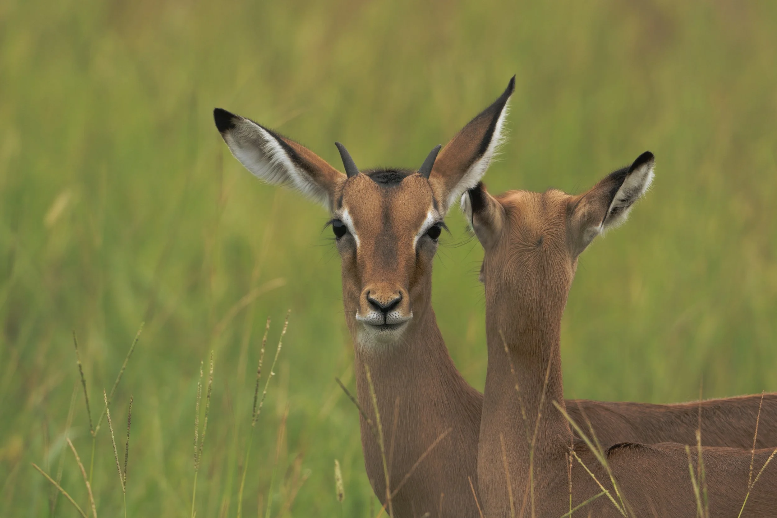 A close-up of two impalas in tall grass with outstretched ears and slender necks, one facing front and partially covering the other.