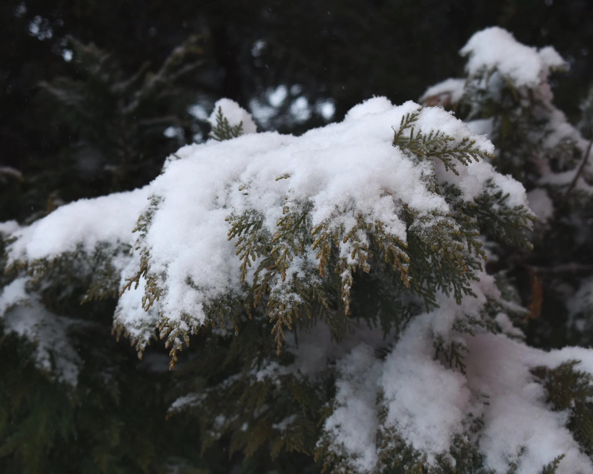 Snow-covered evergreen branches.