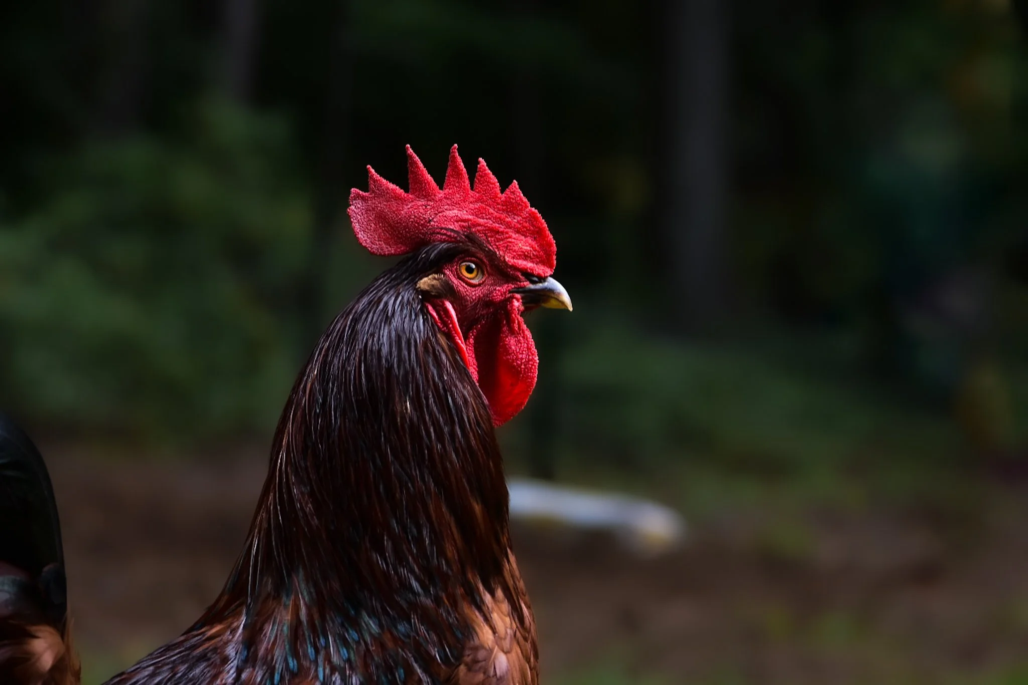 Close-up of a rooster with bright red comb and wattles, dark feathers, and a yellow beak, set against a dark out-of-focus background.