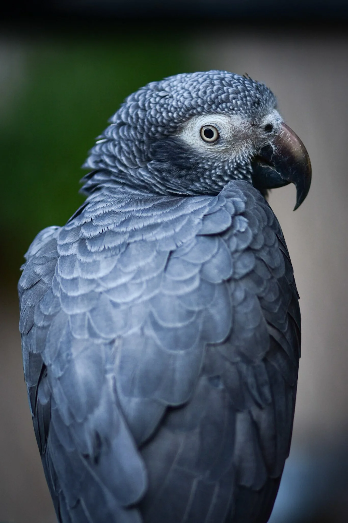 Close-up of an African grey parrot with gray feathers and a dark beak, facing sideways with a blurred background.