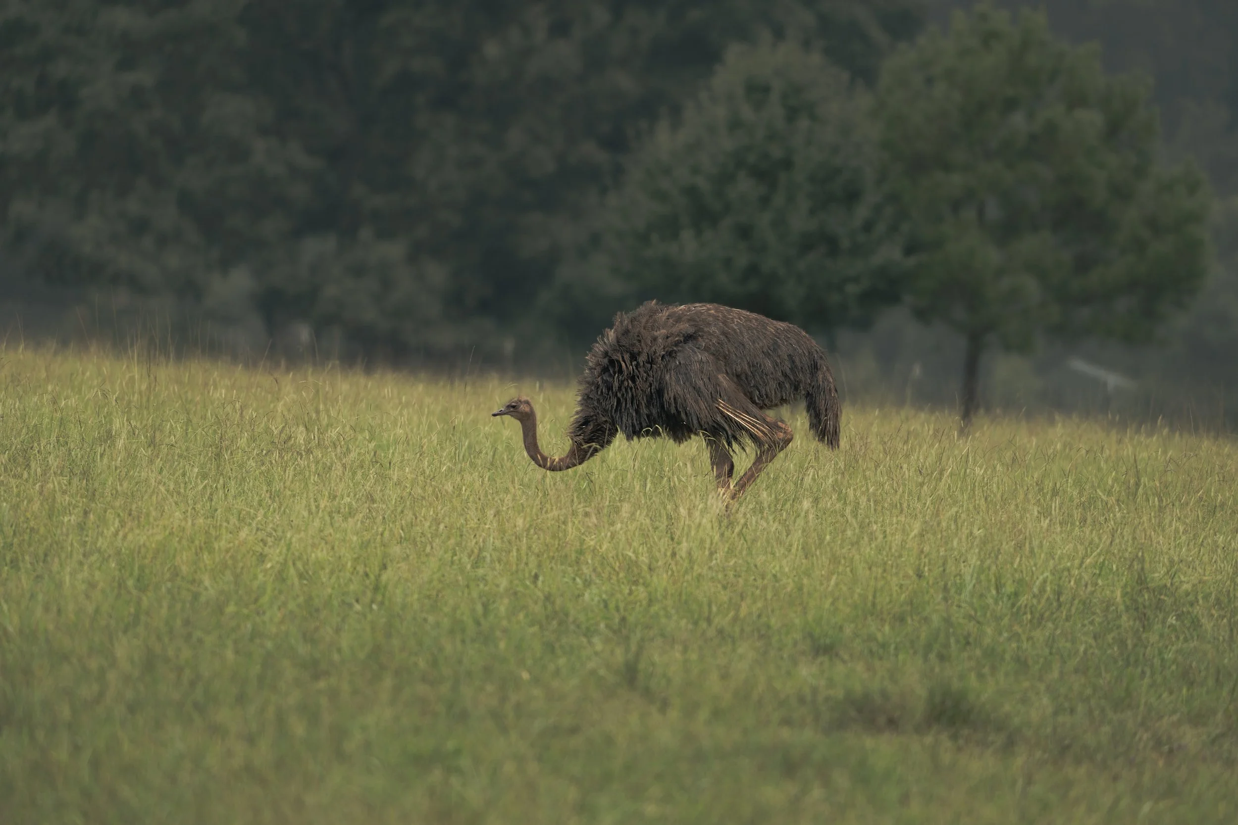 A group of wild turkeys walking on a grassy field with trees in the background.