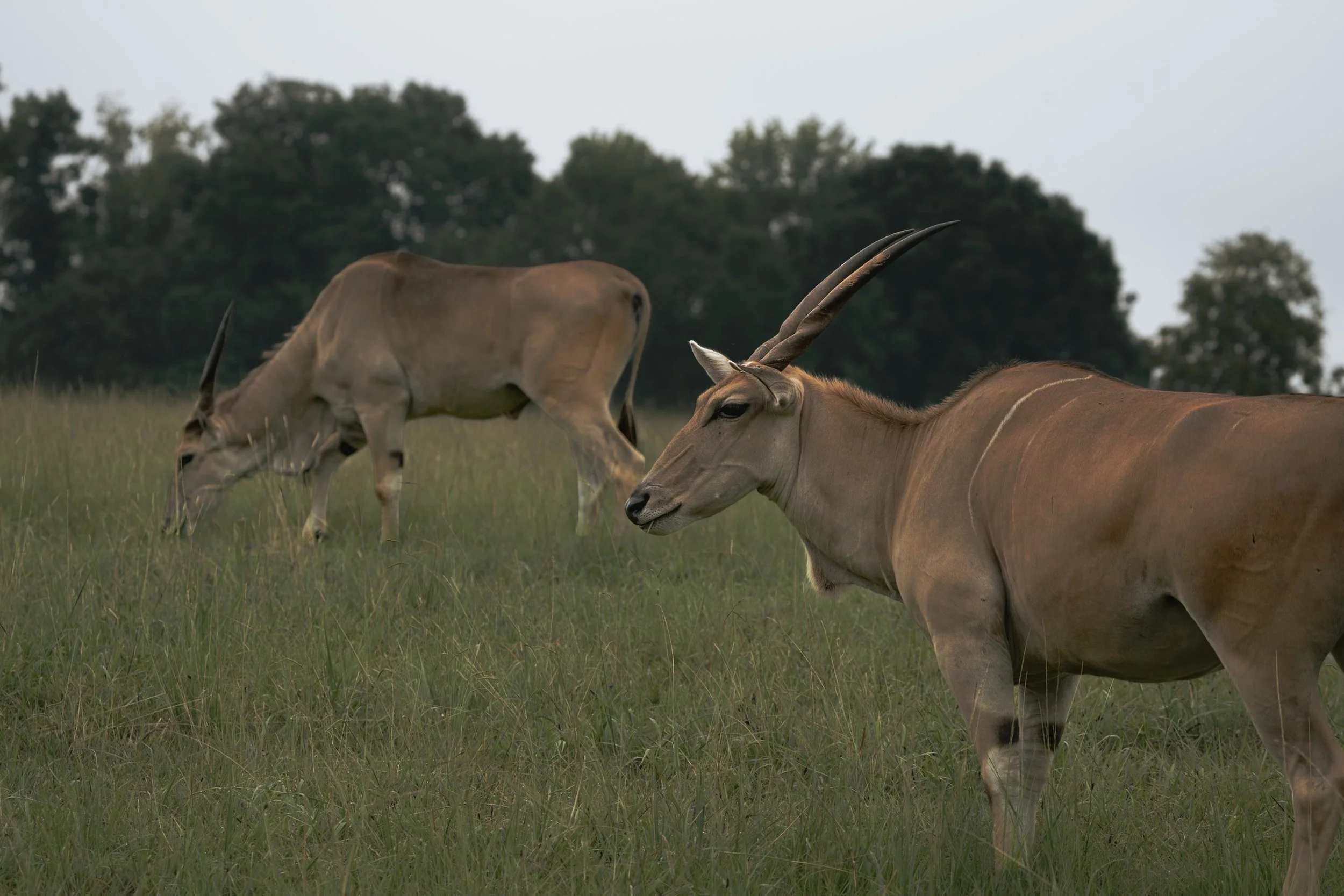 Two antelopes with long, curved horns grazing in a grassy field with trees in the background