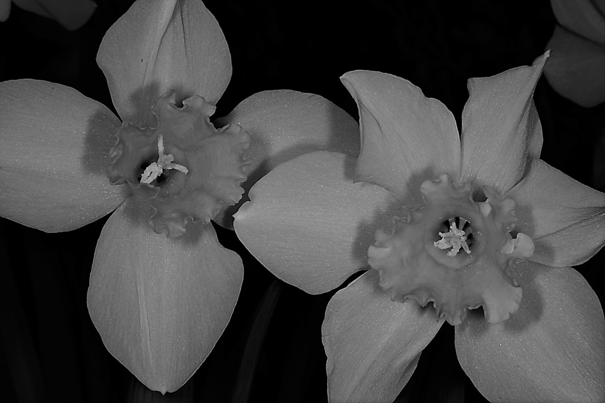 Close-up black and white photo of an orchid flower with detailed petals and center