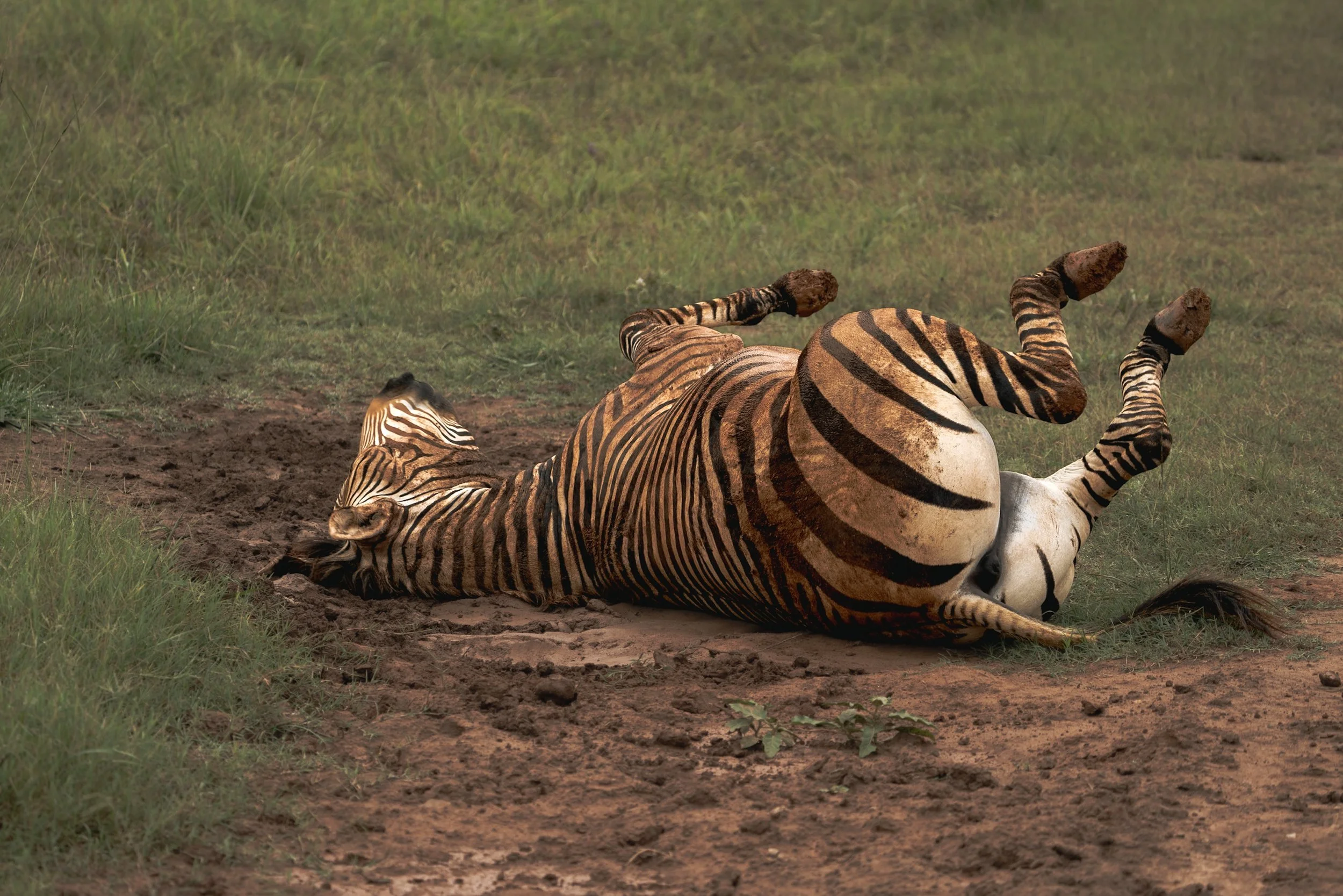 A zebra lying on its back in a grassy area, with its legs in the air.