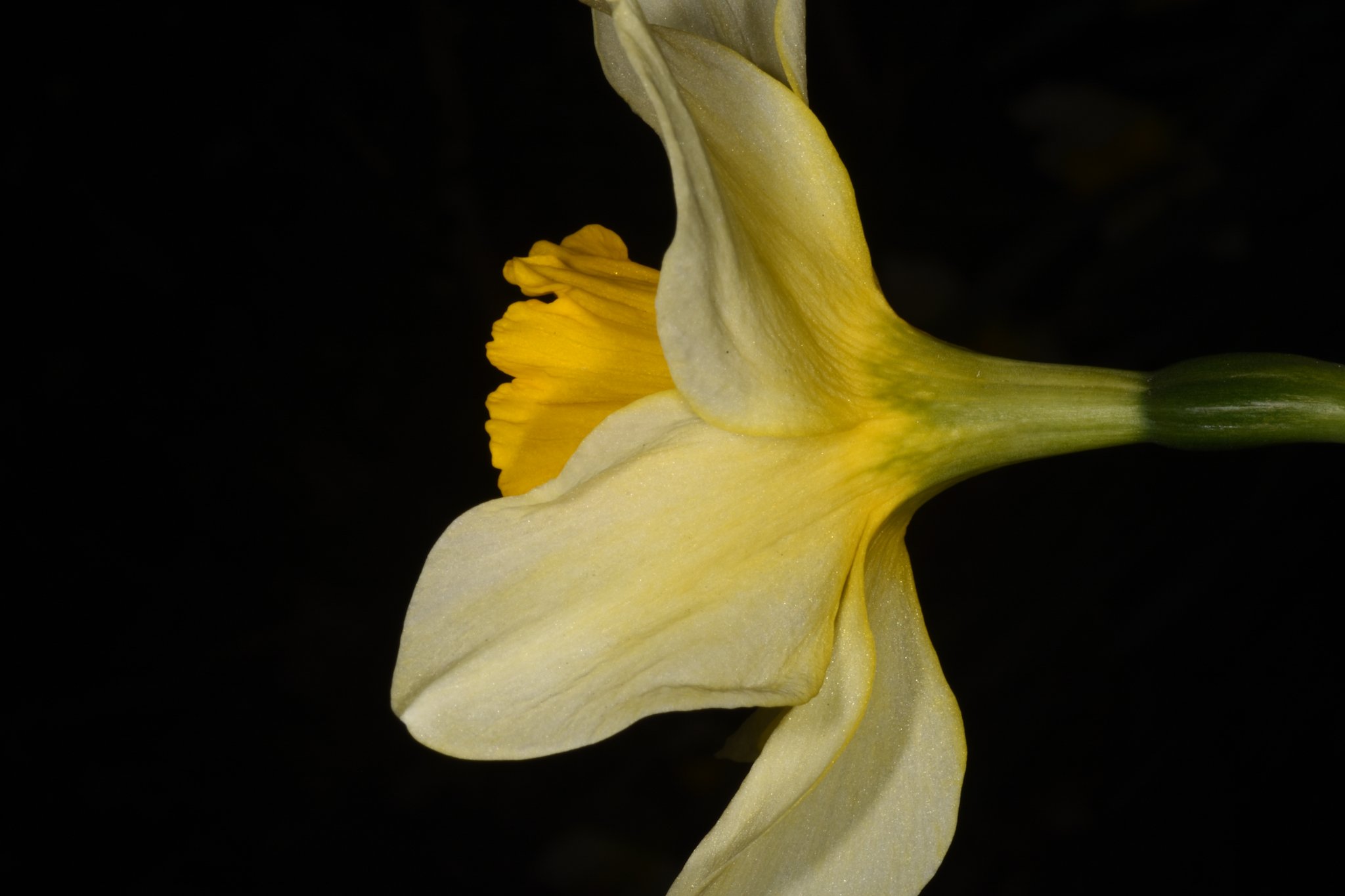 A close-up of a pale yellow flower, possibly a daffodil, with ruffled petals and a prominent trumpet-shaped corona against a black background.