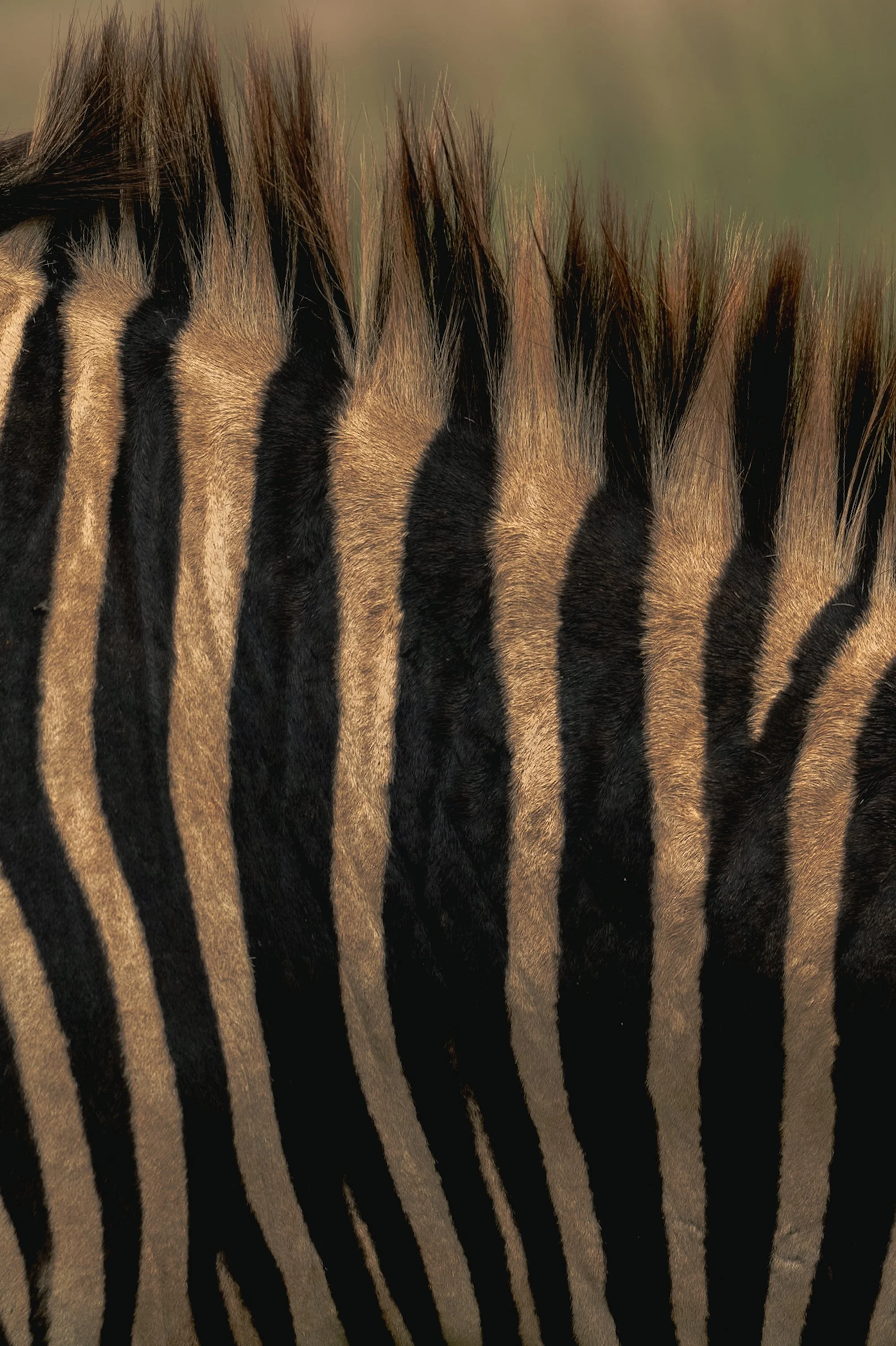 Zebra Stripes