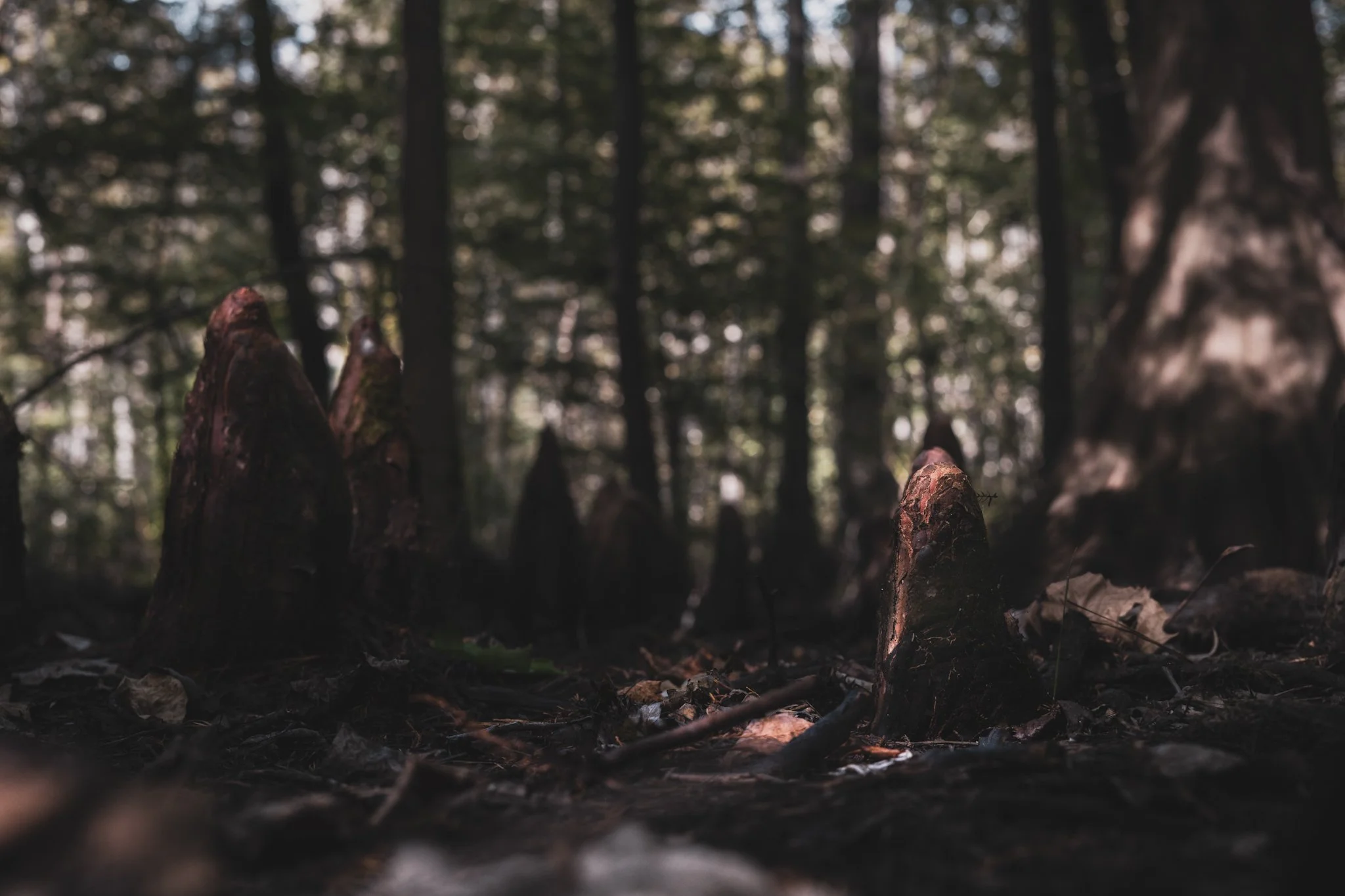 Low-angle close-up of tree stumps and fallen leaves in a forest with tall trees in the background.