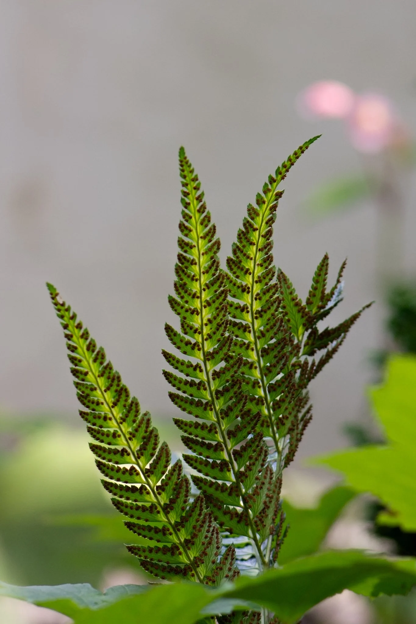 Close-up of green fern leaves with brown spots on a light, blurred background.