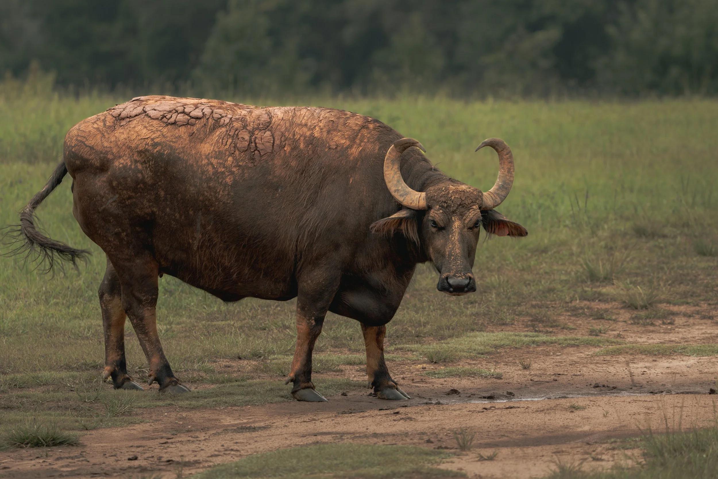 A brown buffalo standing on a grassy plain with a background of trees.