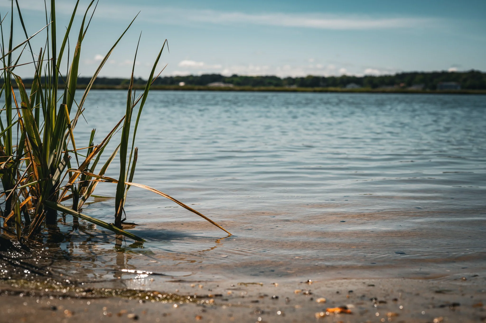 Image of a shoreline with sandy beach in the foreground, calm water extending to the background, with grassy reeds on the left side, and a distant tree-lined horizon under a partly cloudy sky.