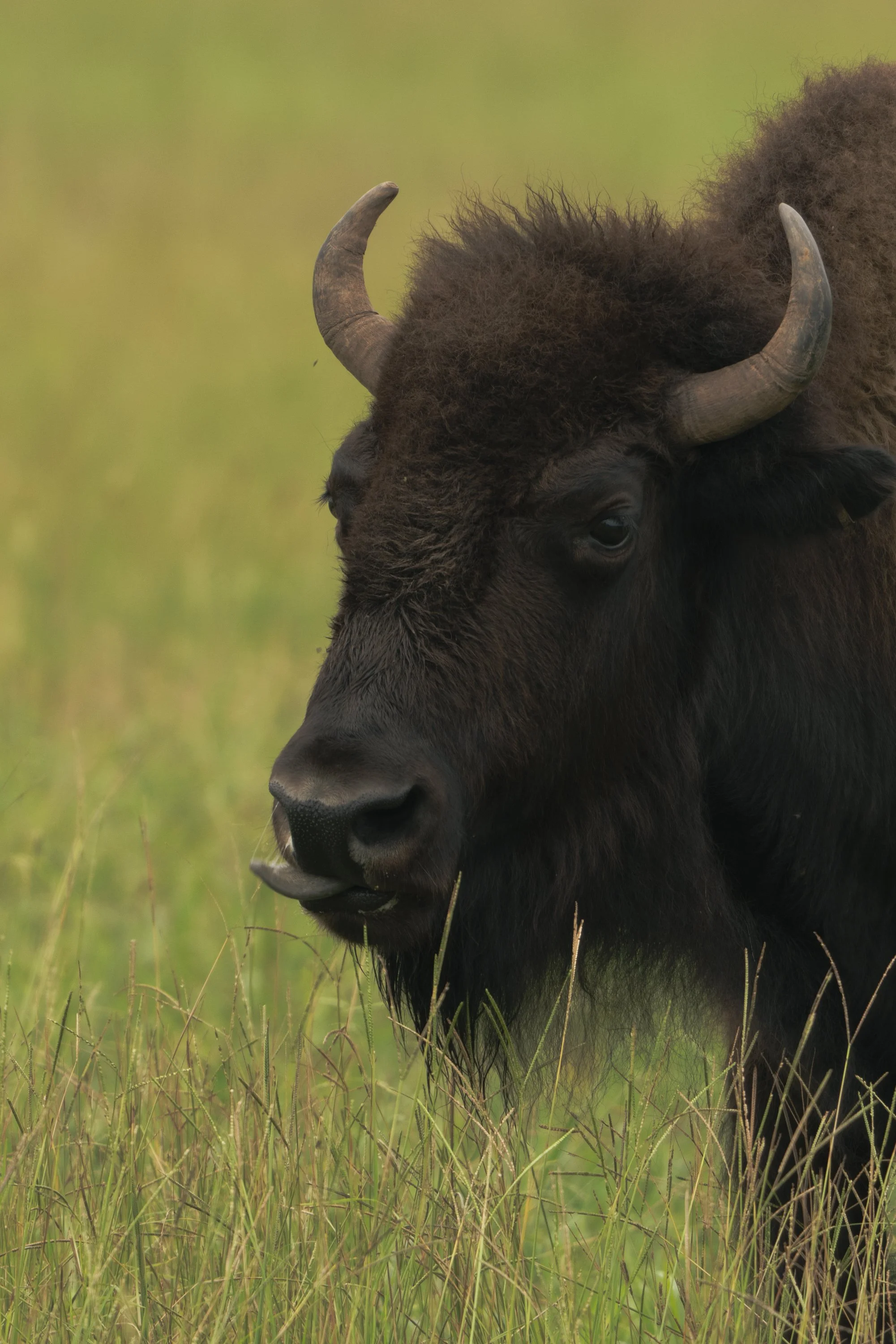 Close-up of a bison standing in a grassy field with a blurred green background.