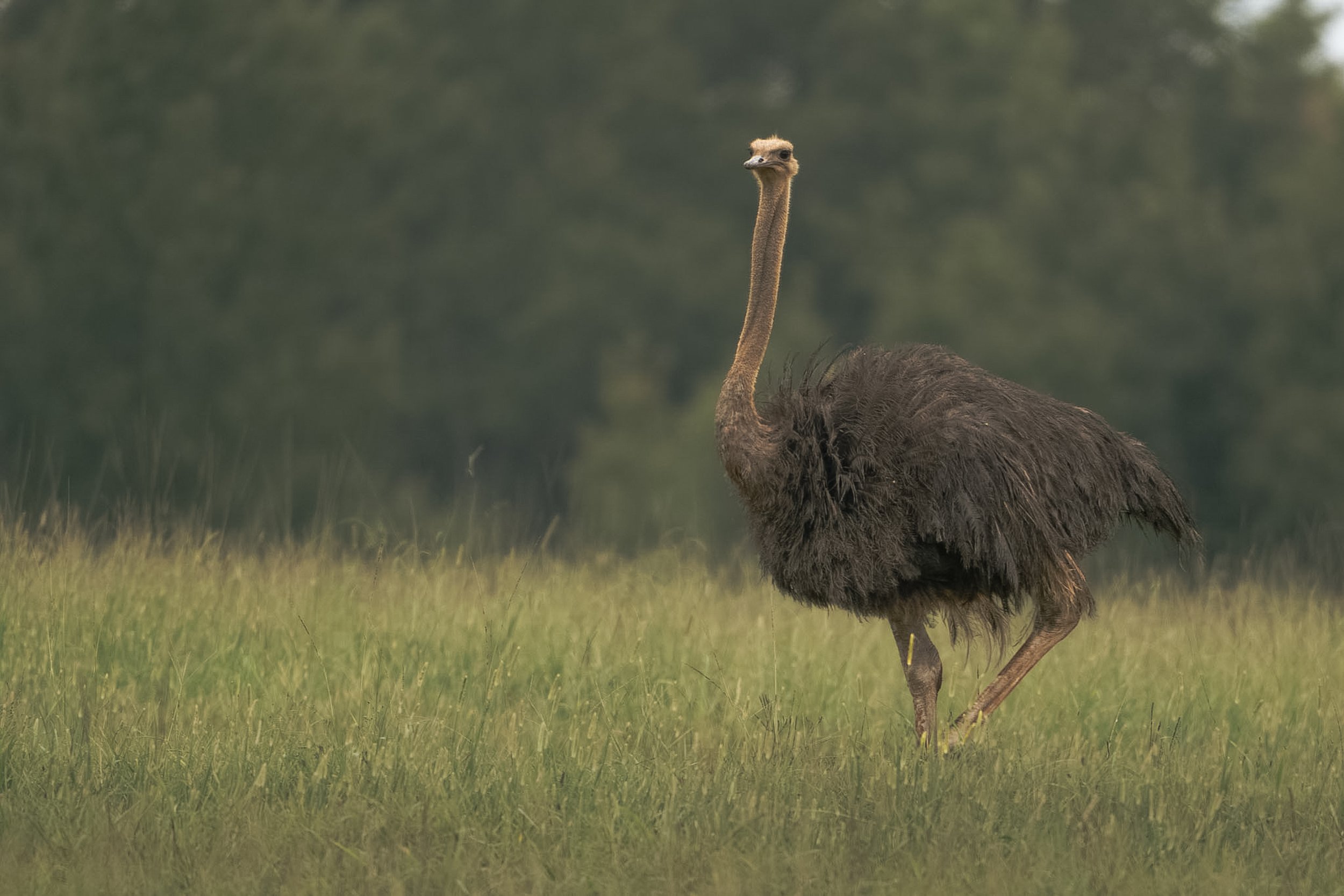 The Common Ostrich II
