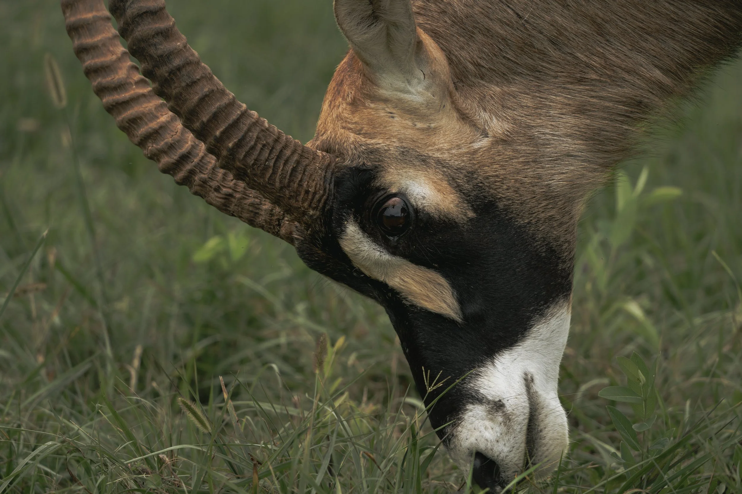 Close-up of a mountain goat with curved horns grazing in a grassy field.