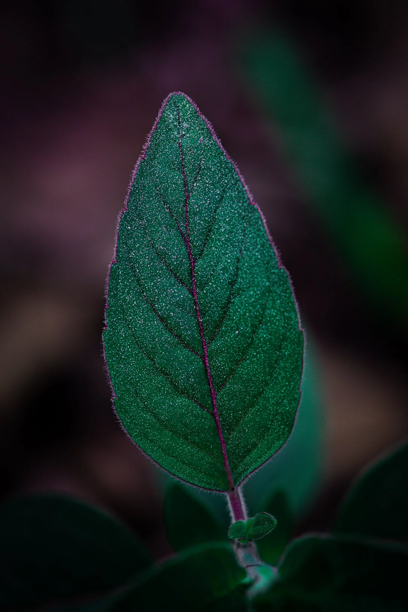 Close-up of a green leaf covered in tiny dew droplets, with prominent purple veins and a dark, blurred background.