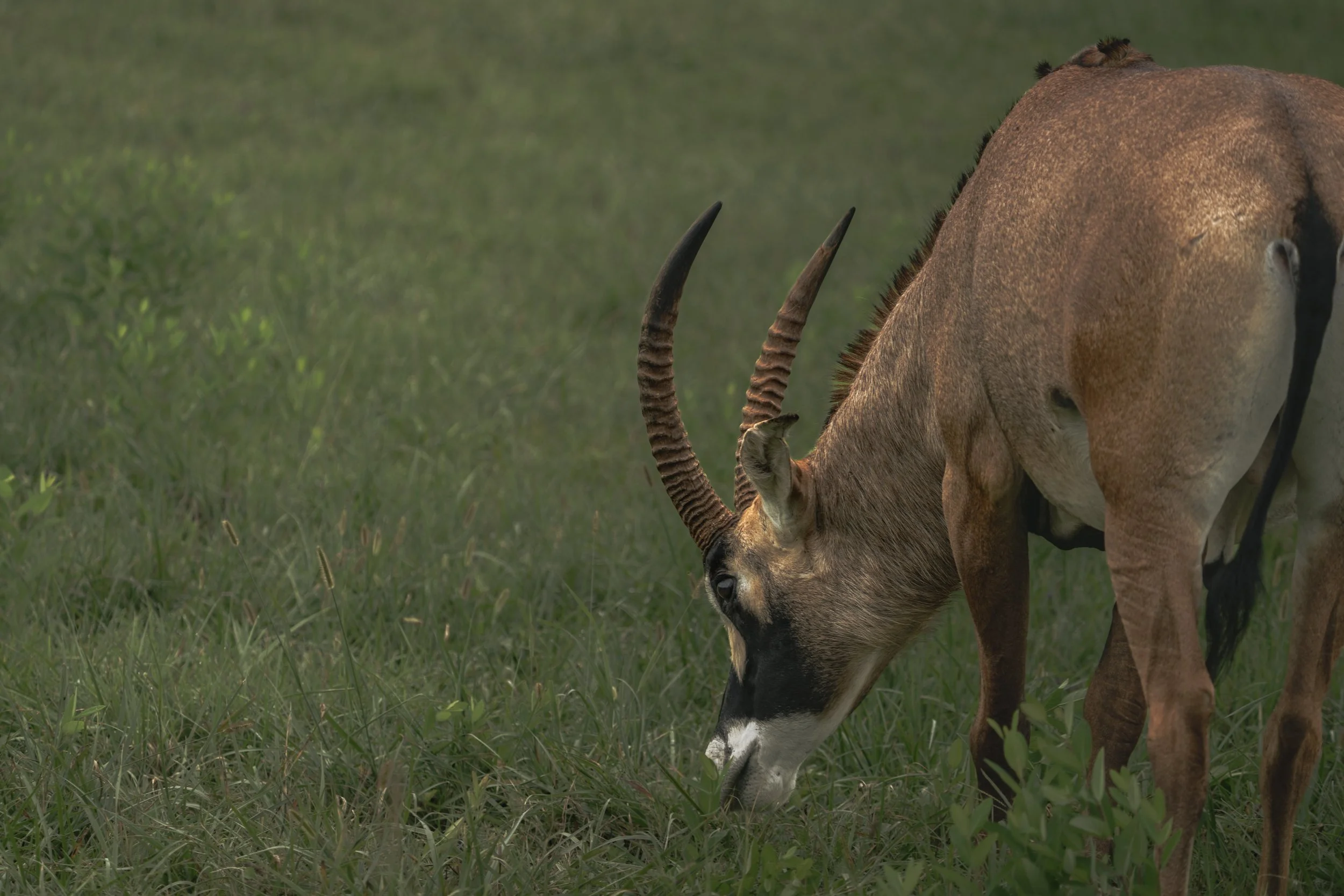 A close-up of an antelope grazing in a grassy field, showing its back, legs, and curled horns, with green grass and plants in the background.
