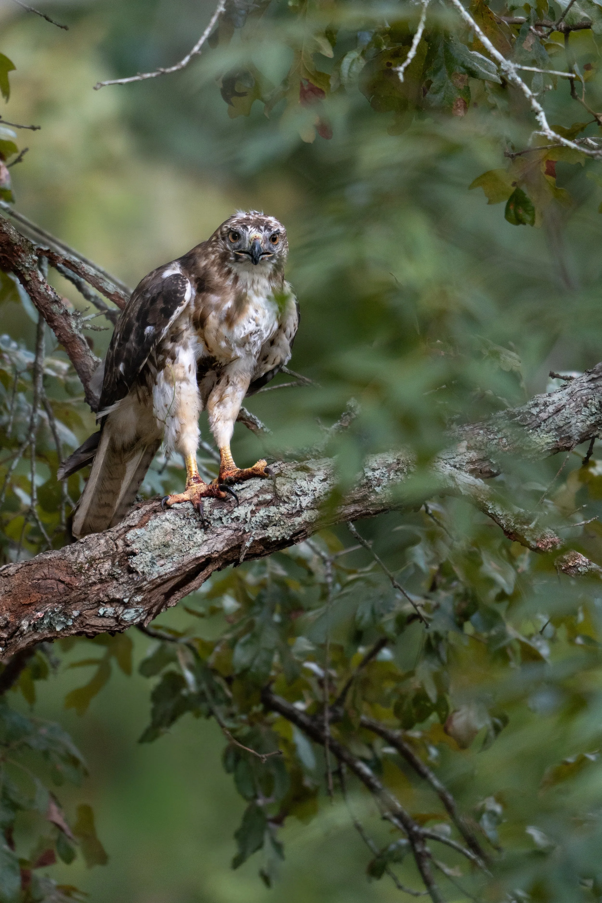 A hawk perched on a tree branch surrounded by green leaves.