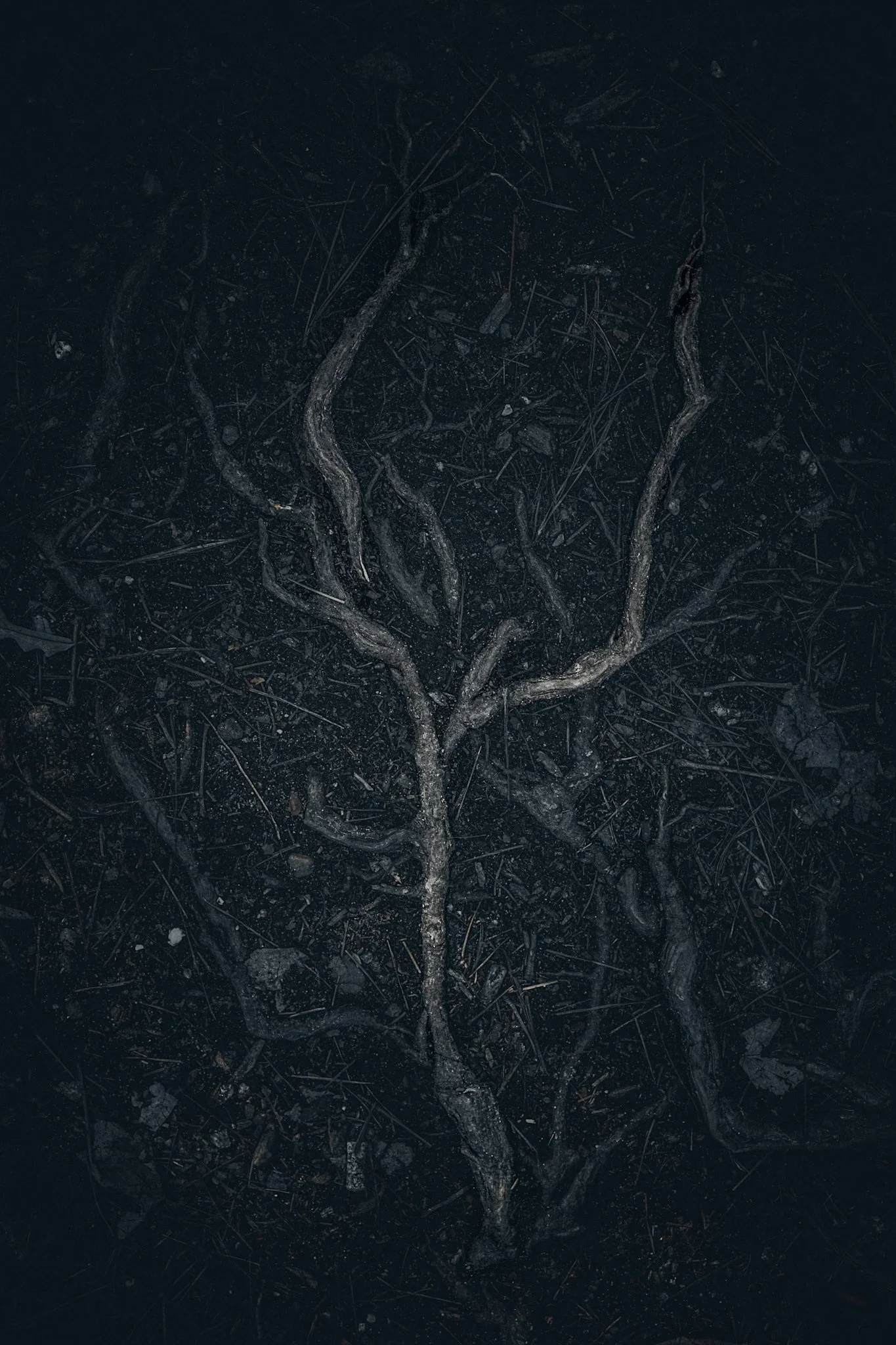 A close-up of tree roots and dark soil on the ground.