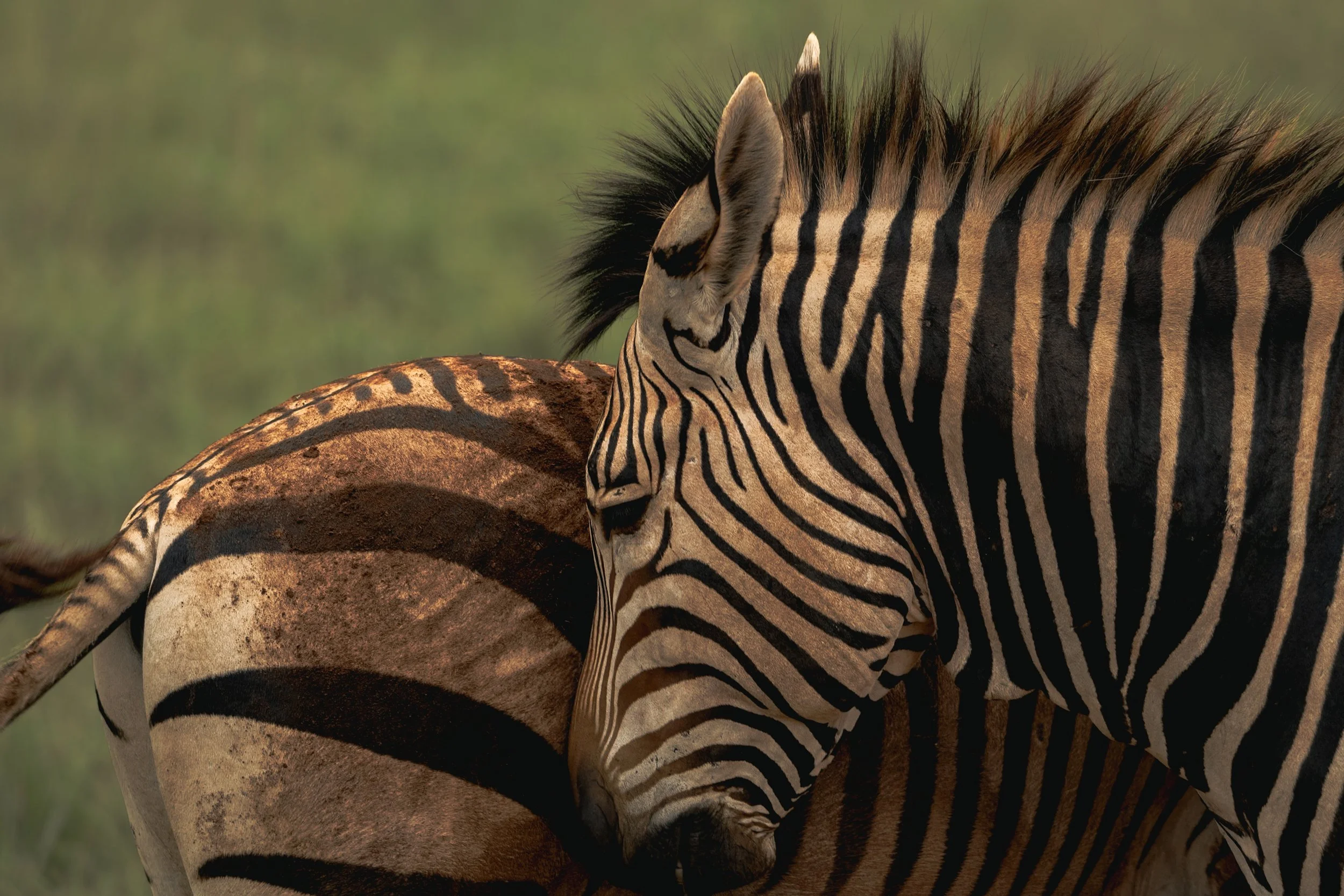 Close-up of a zebra's head and body, showing black and white striped fur, with a background of blurred green grass.