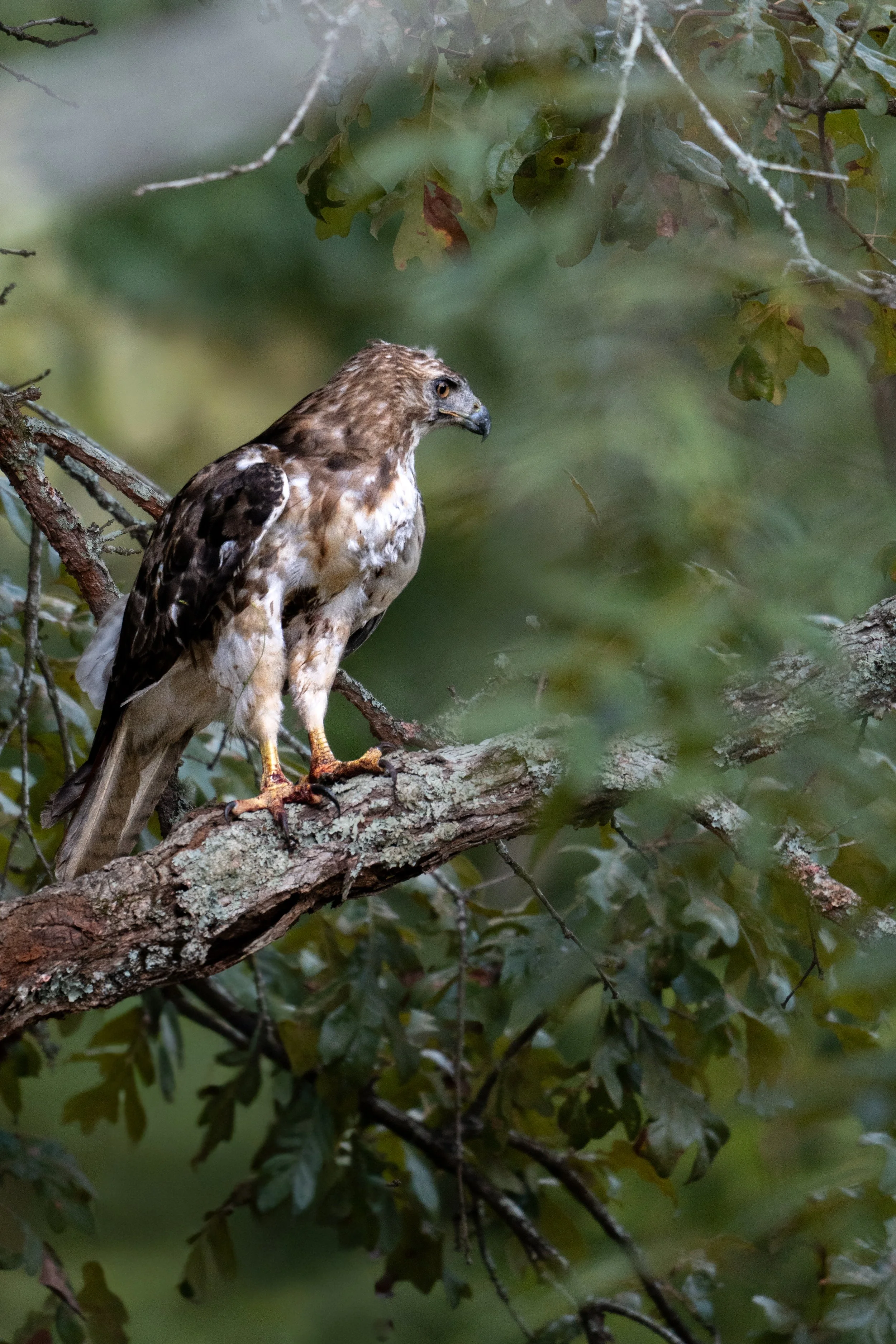 A hawk perched on a branch among green leaves and branches in a dense forest environment.