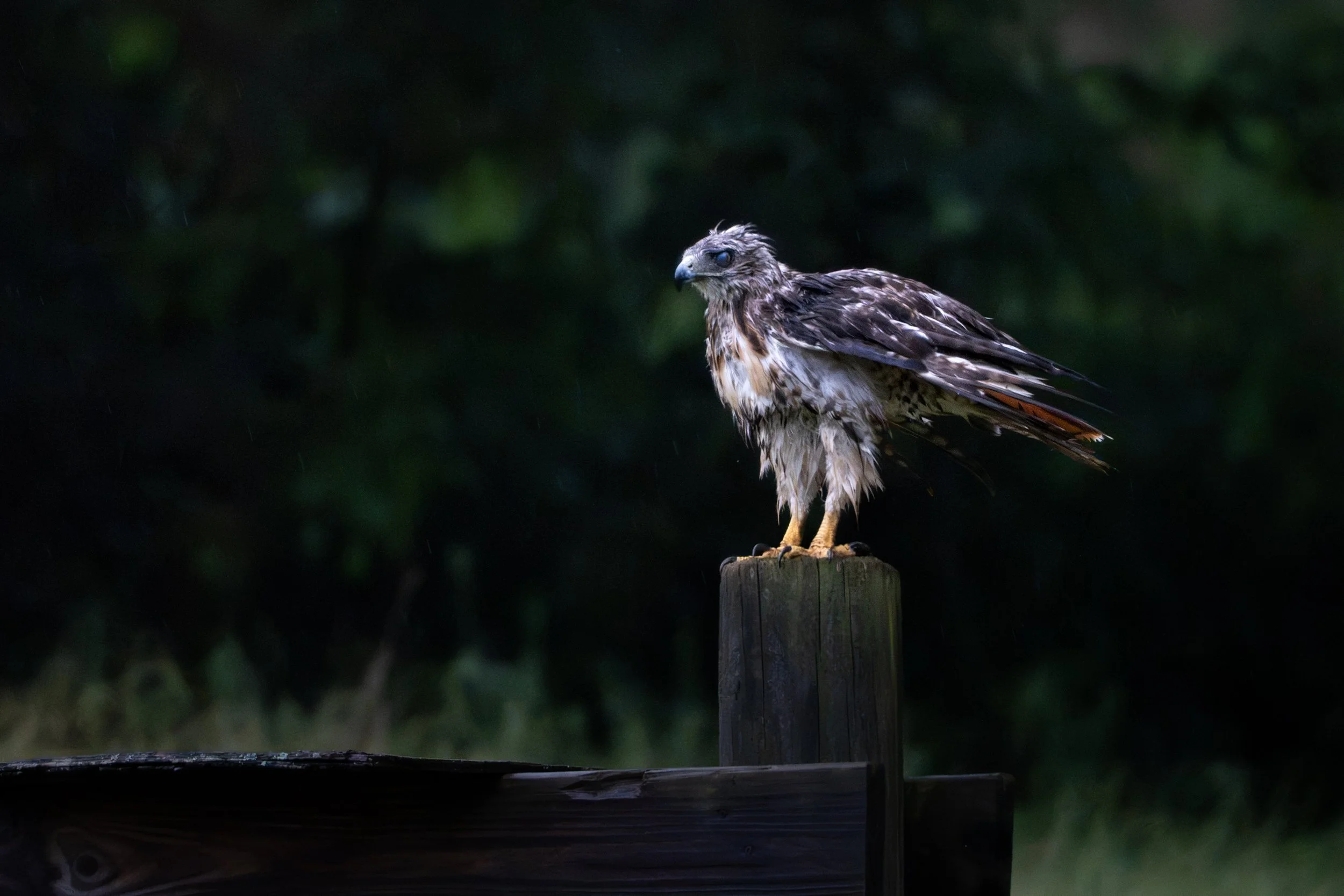 A bird of prey, possibly a hawk or falcon, perched on top of a wooden post. The background is dark and blurred with greenery, suggesting an outdoor setting during rain.