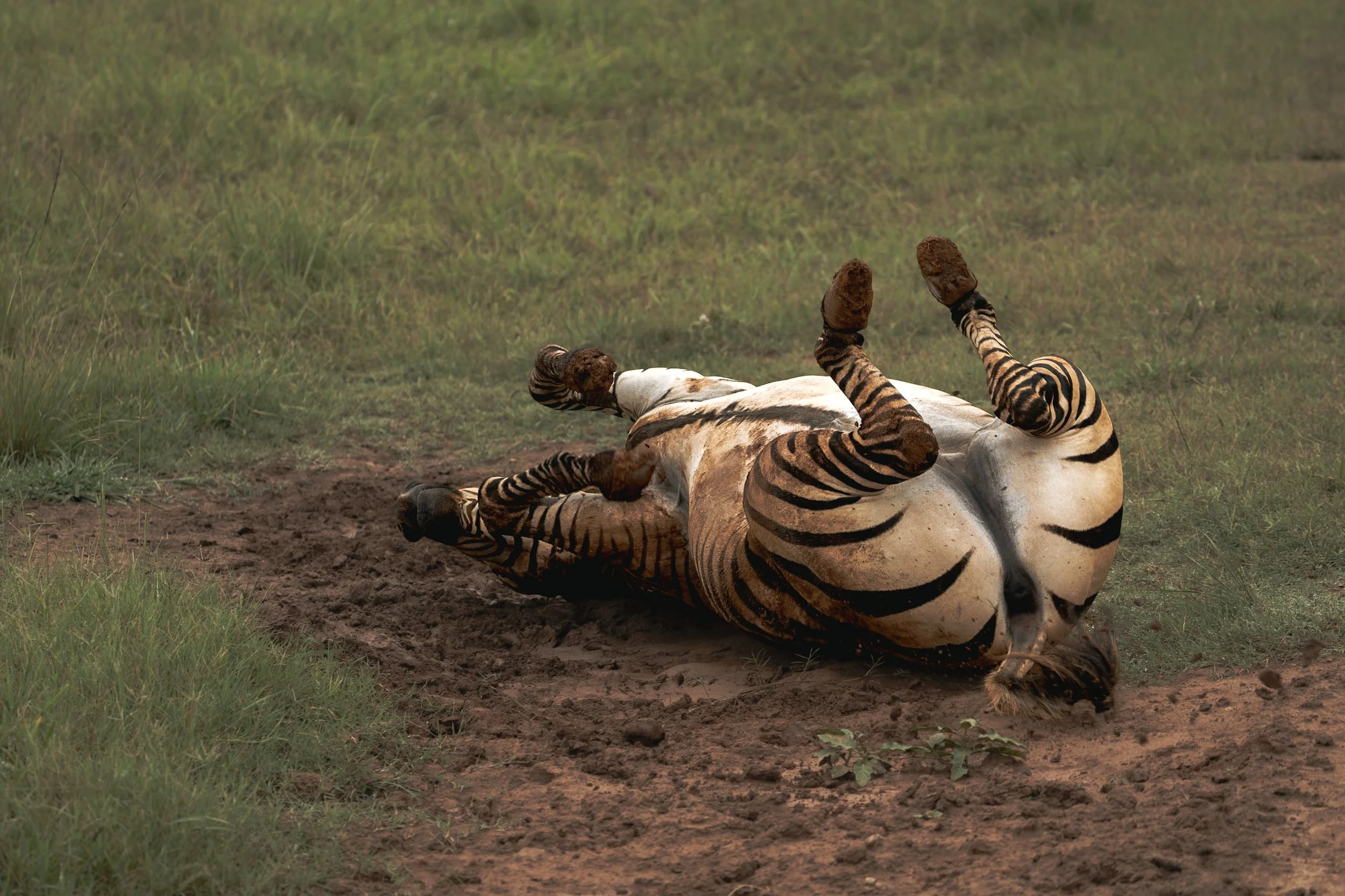 A tiger lying on its back with its paws in the air on grass and dirt in a natural setting.