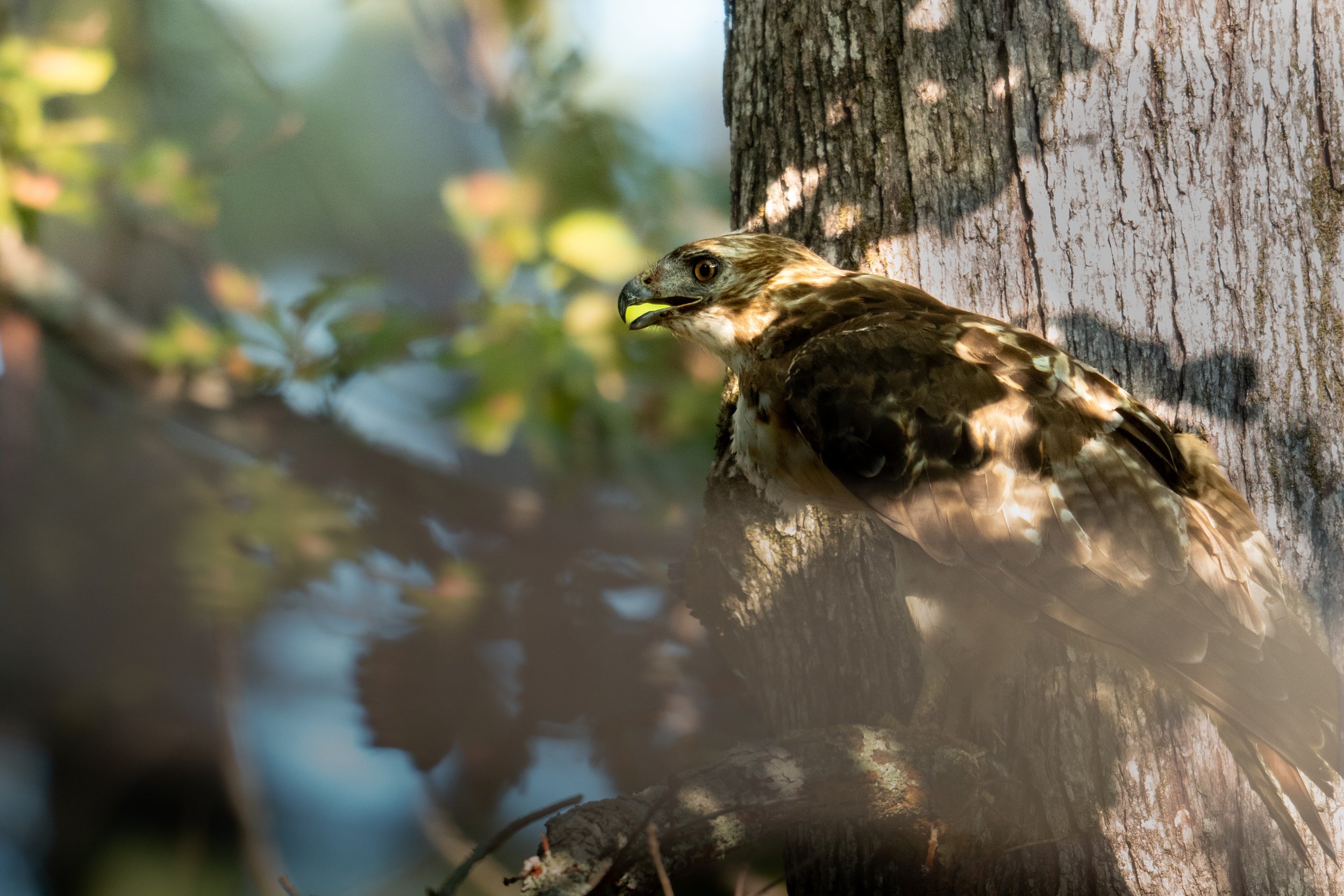 A hawk perched on a tree trunk in a forested area, blending with the surroundings with sunlight filtering through the leaves.