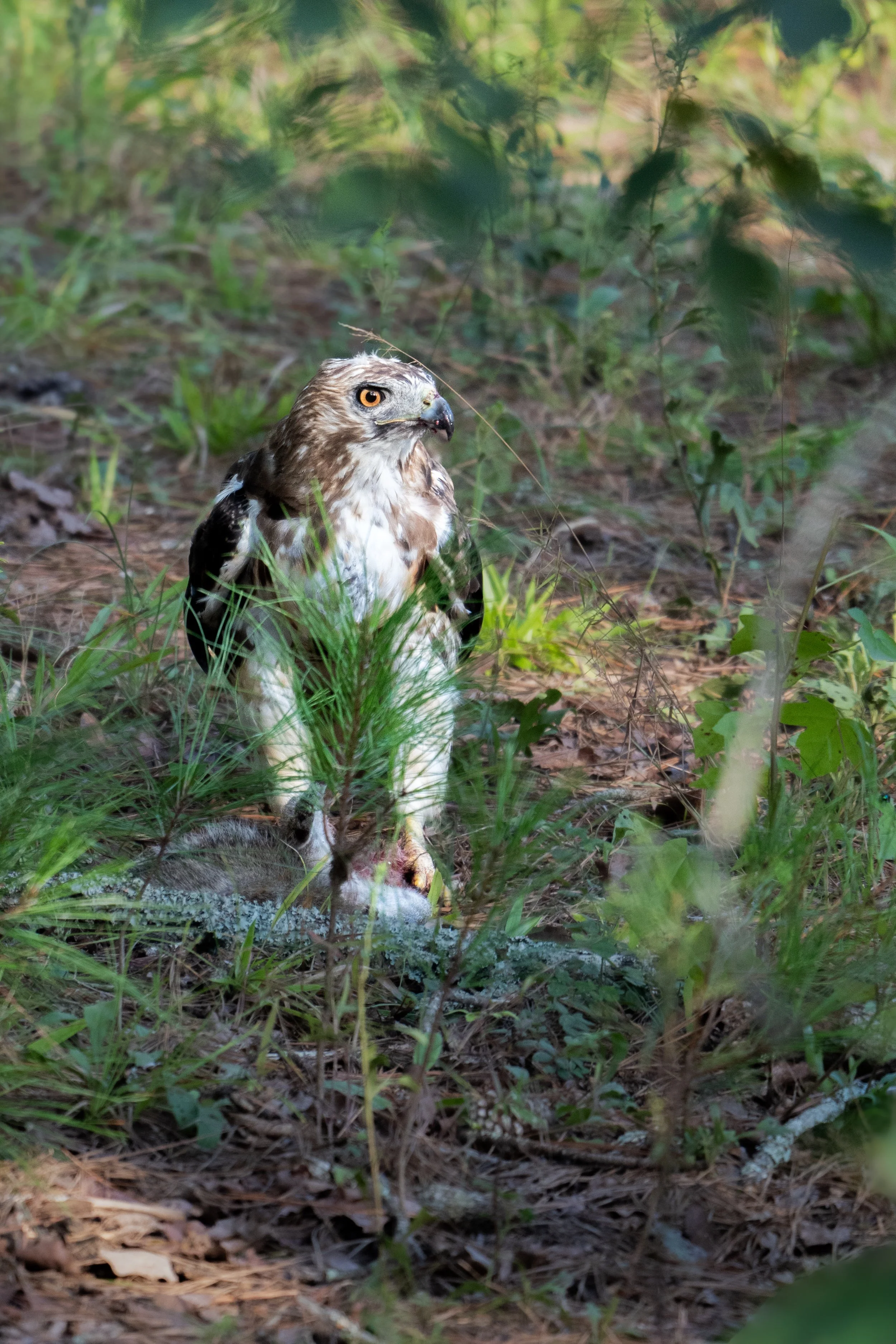 A hawk sitting on the ground surrounded by green plants and leaf litter.
