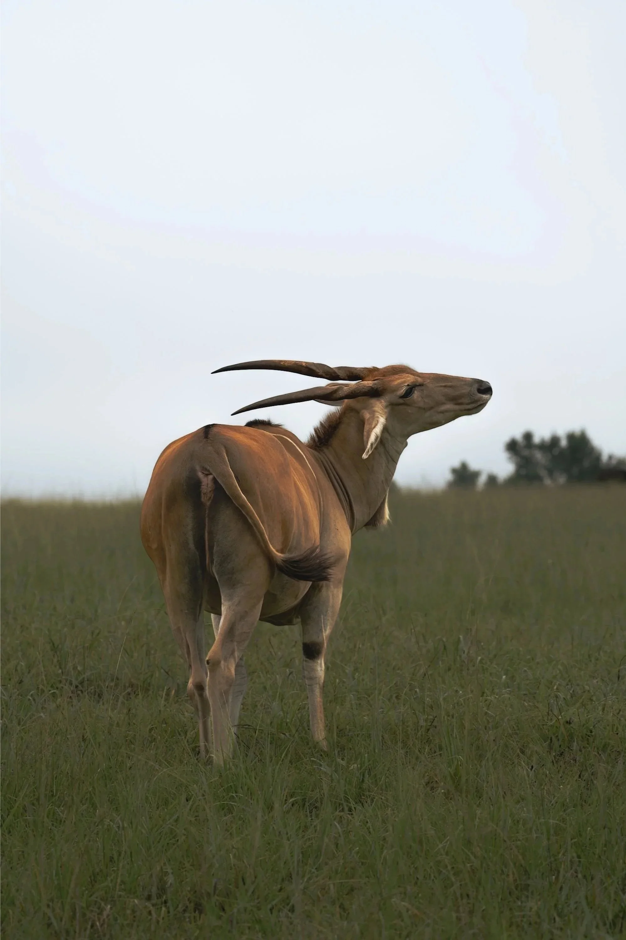 A solitary antelope standing in a grassy plain under a cloudy sky, facing to the right with long, curved horns.