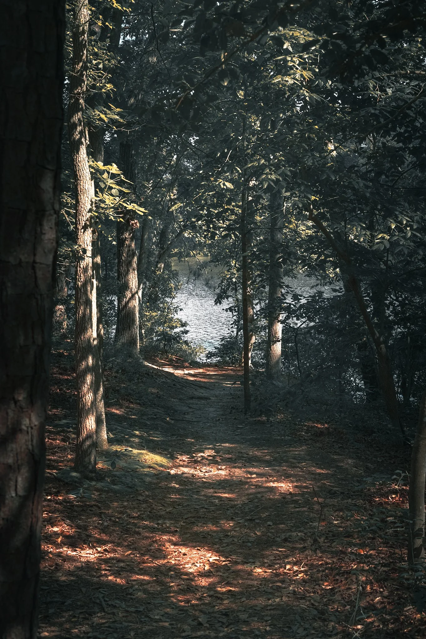 A wooded forest with a dirt path along a body of water. Sunlight filters through leaves, casting dappled shadows on the ground.