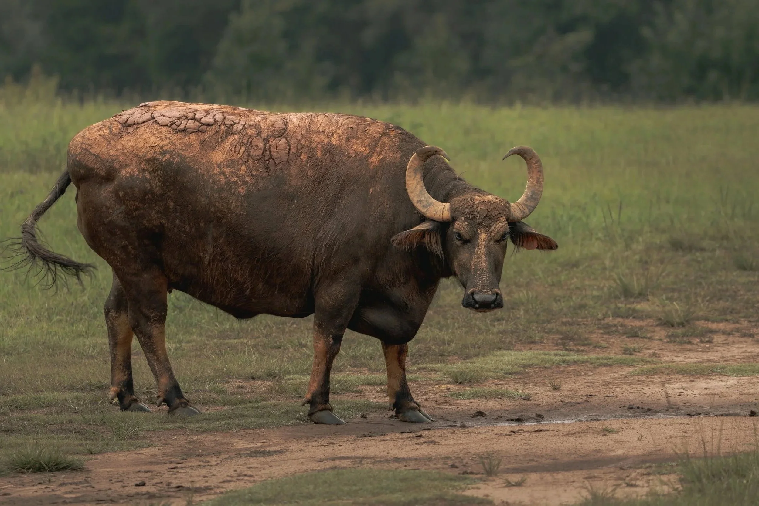 The Asian Water Buffalo