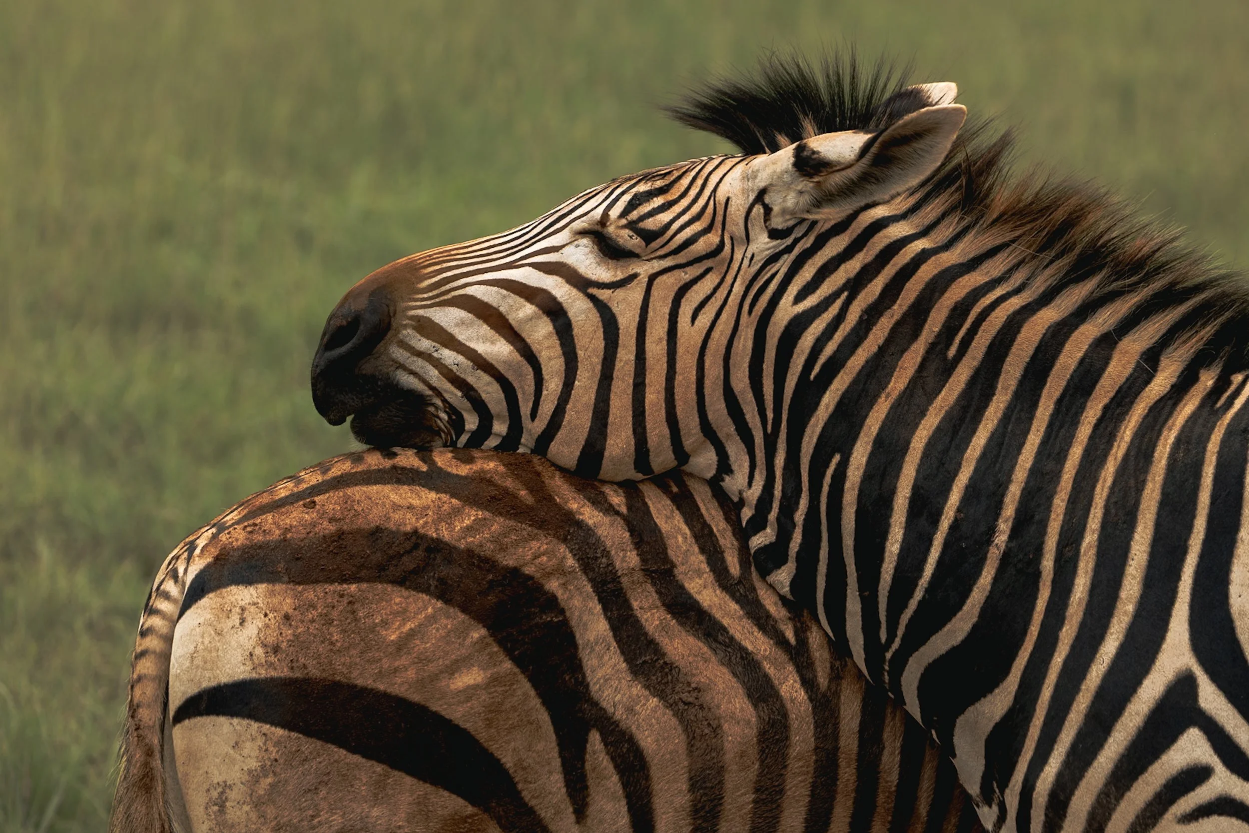Close-up of a zebra with its eyes closed, showing black and white striped pattern on its face and body, in a grassy background.